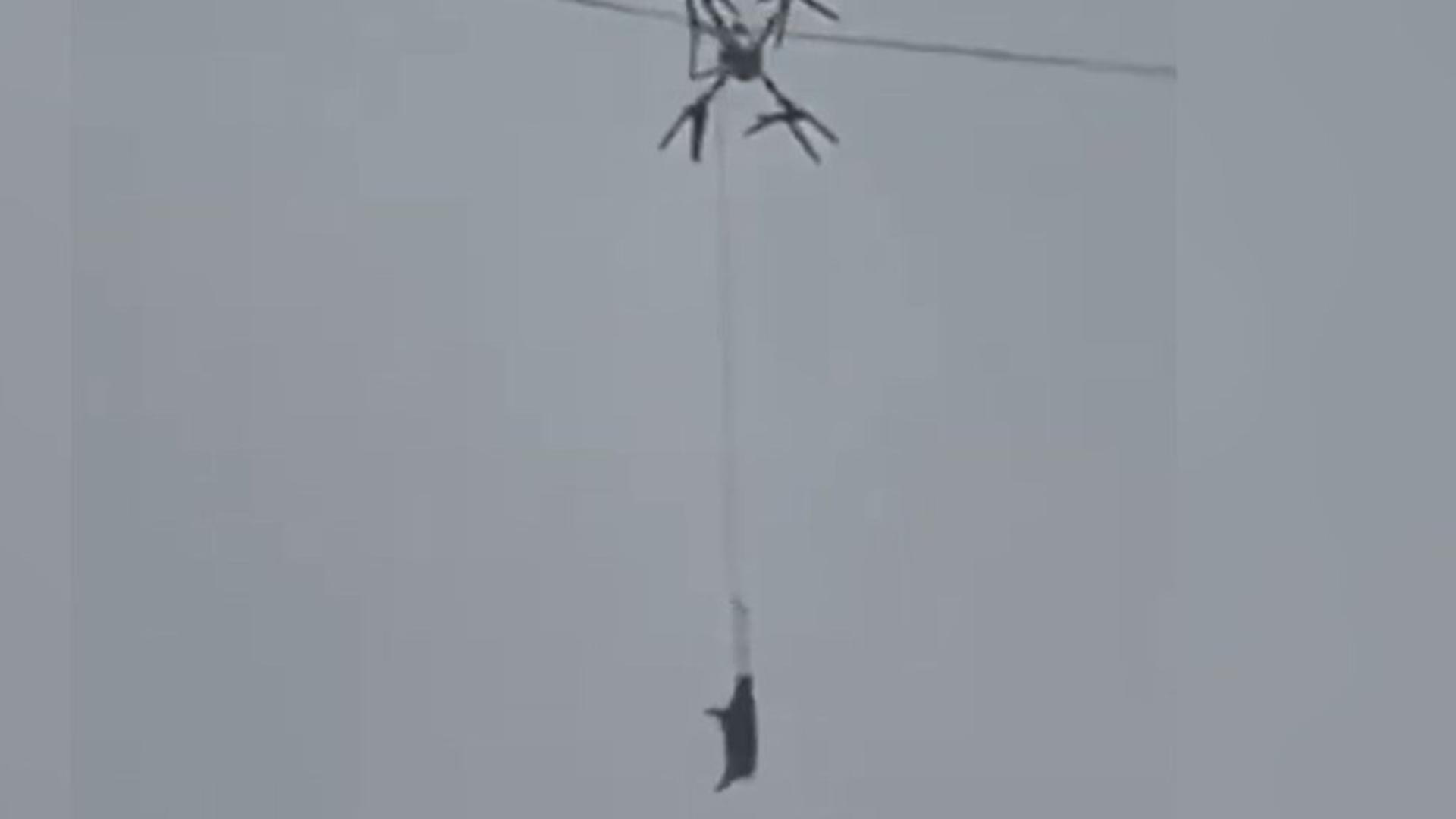 Un fermier a lăsat un sat întreg fără curent după ce a transportat porci cu o dronă.