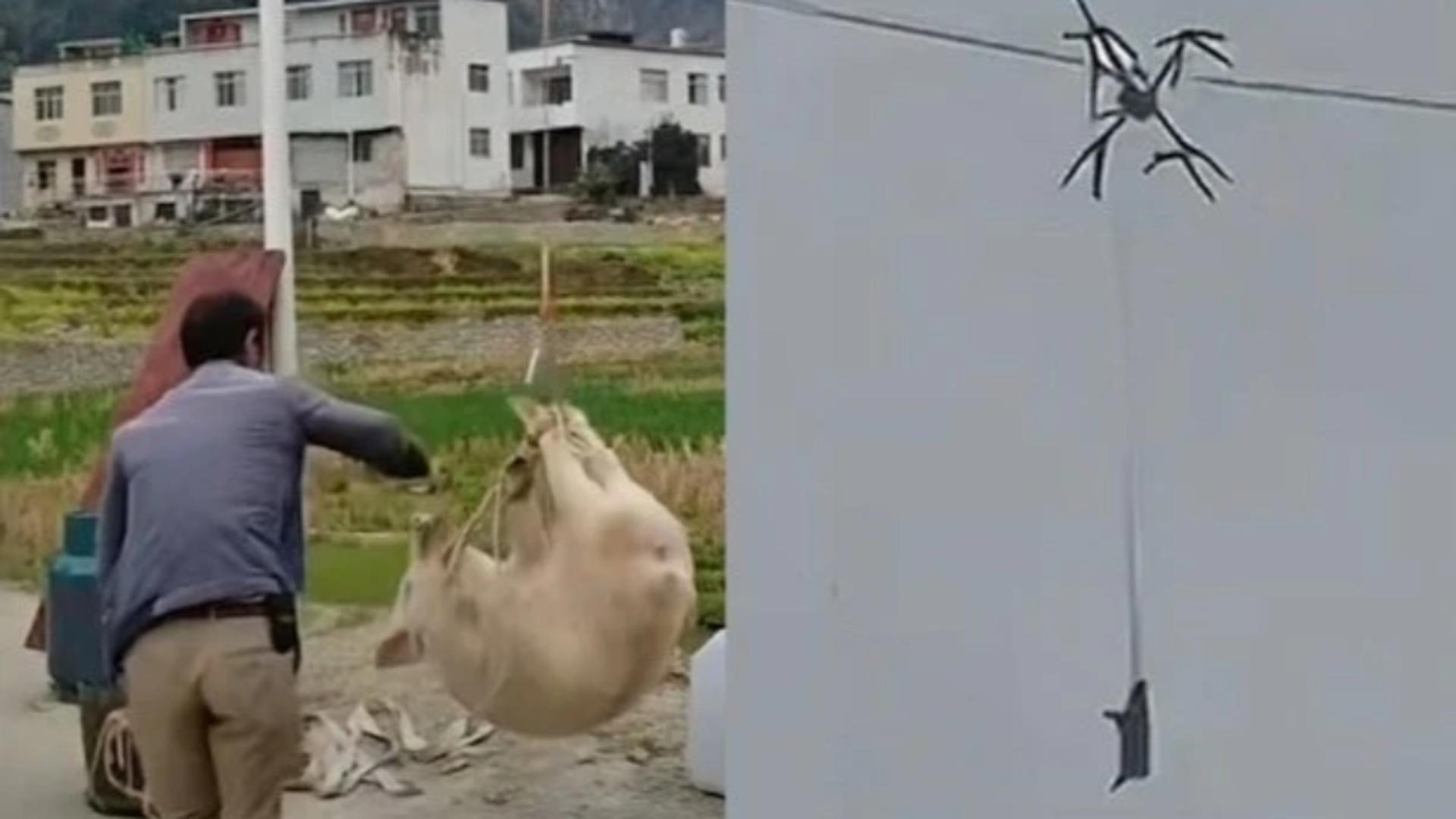 Un sat întreg a fost lăsat în beznă de un… porc zburător