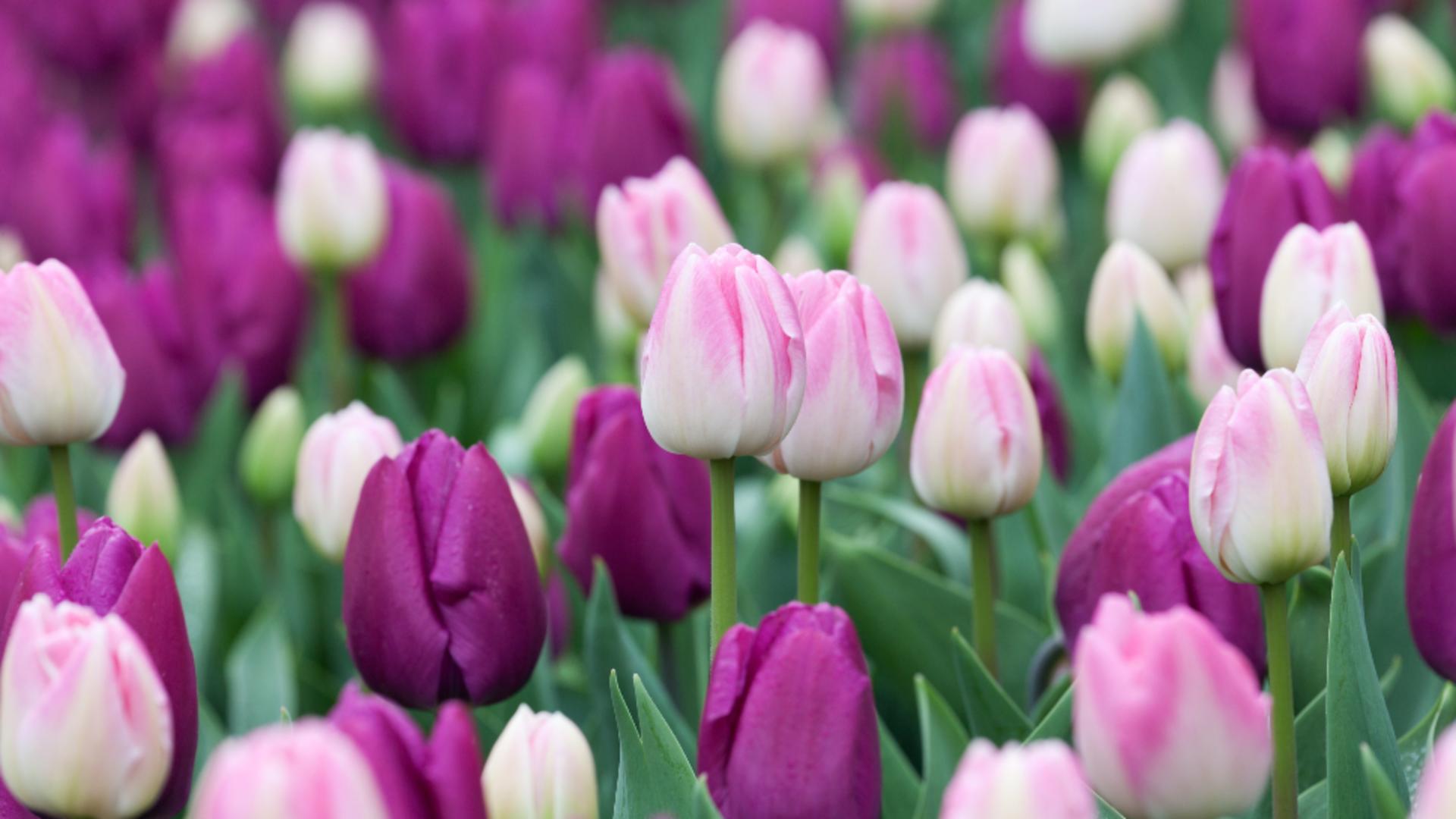 Lalelele, în pericol din cauza frigului: soluții pentru protejarea bulbilor/ Profimedia