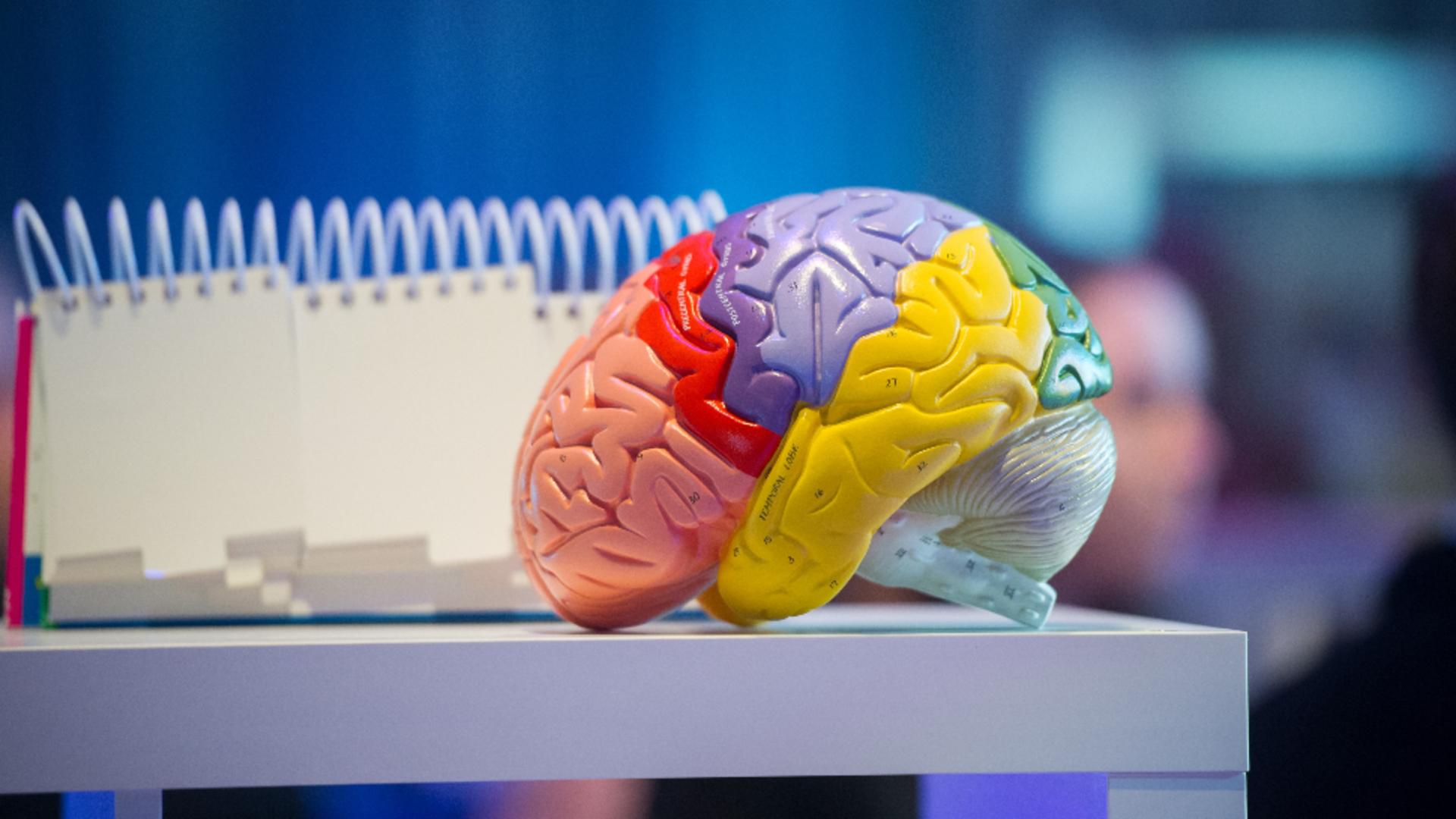 Îmbătrânirea creierului: când declinul cognitiv devine accelerat. Ce spun experții / Profimedia