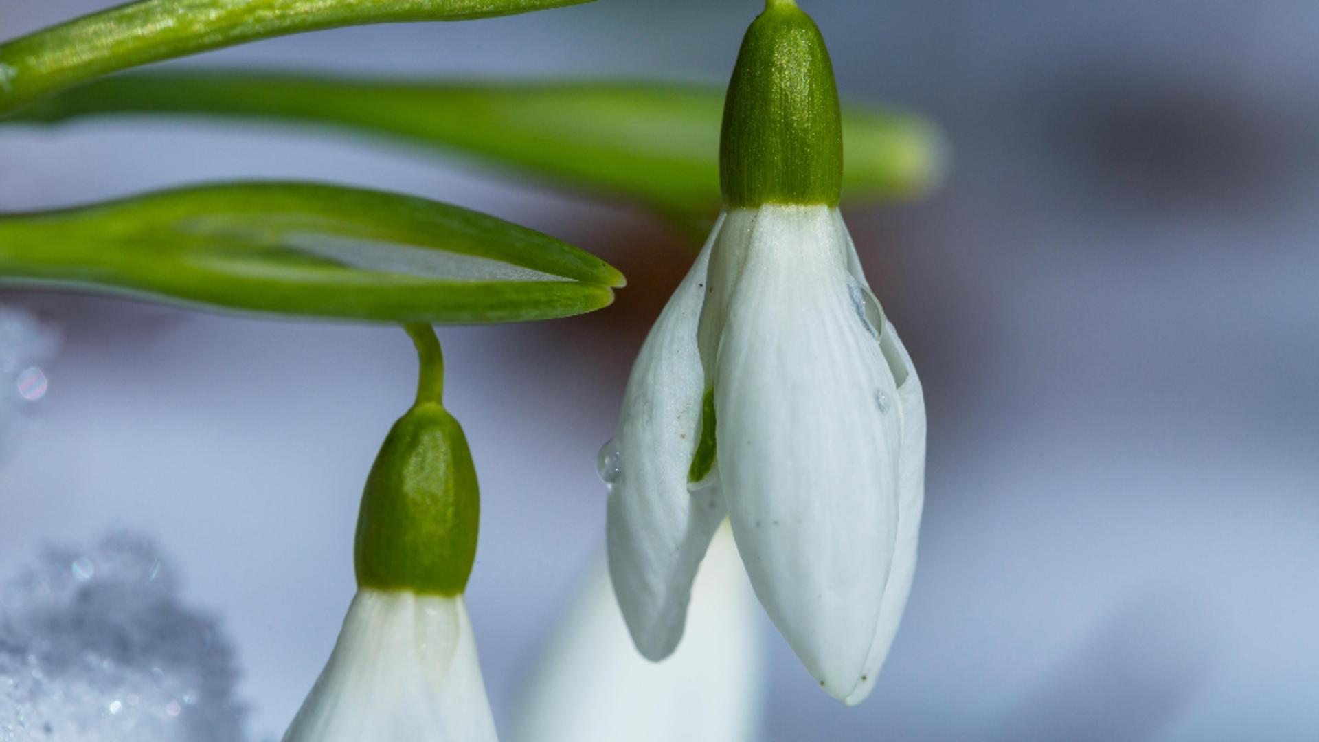 Secretul ghioceilor bogați în flori: ce trebuie să faci pînă la final de februarie/ Profimedia 