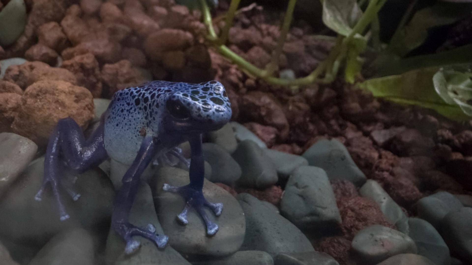 Otrava speciei de broască amazoniană e considerată armă chimică (Profimedia)