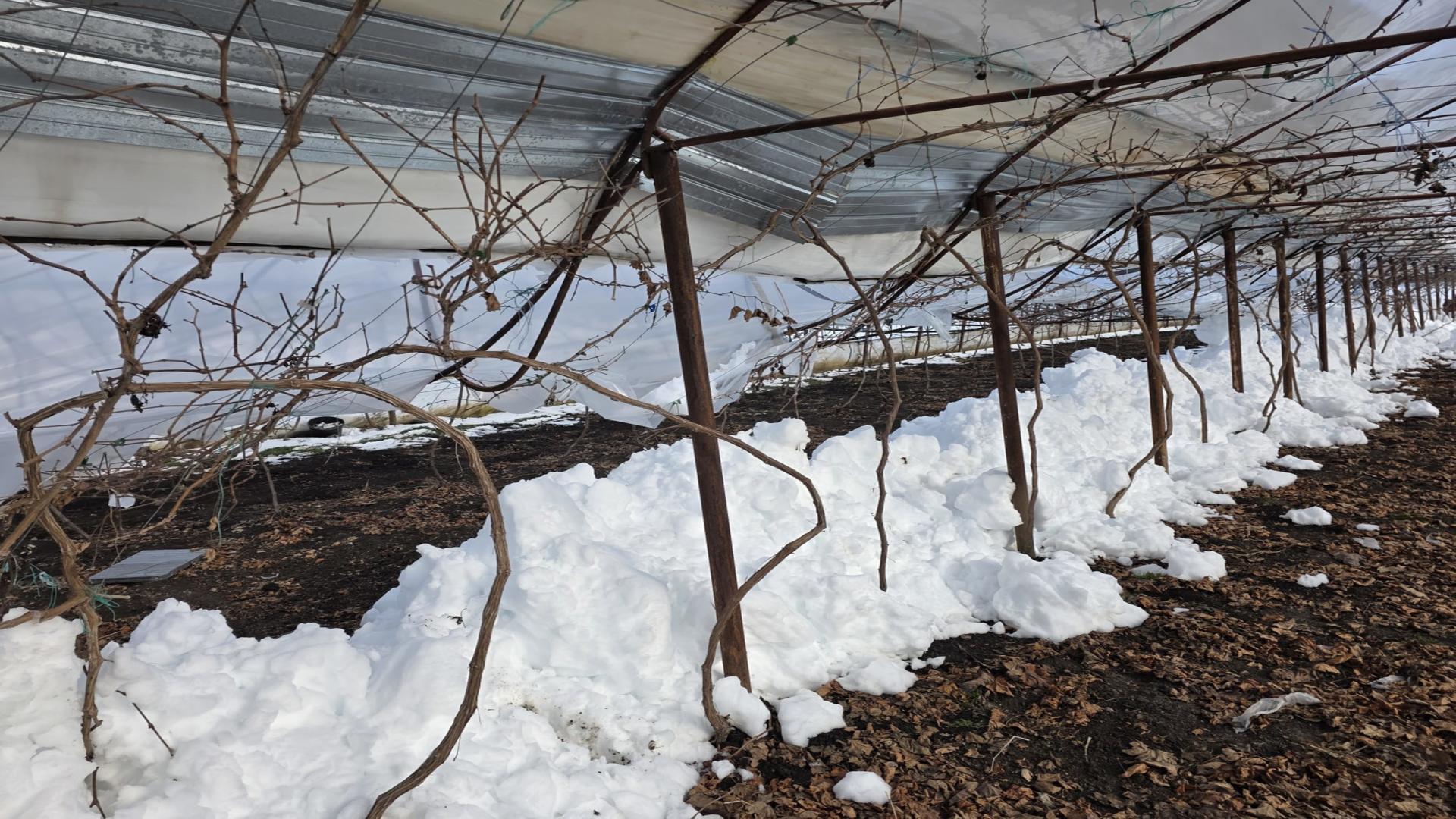 Dezastru în agricultură. Viscolul pune la pământ solariile și lasă legumicultorii în pragul falimentului FOTO+VIDEO