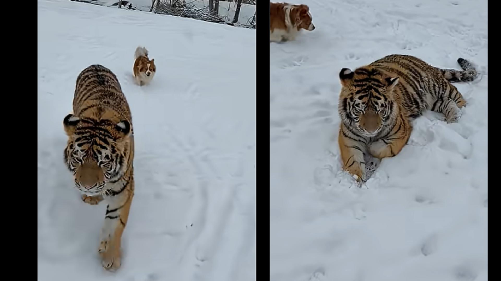 Tigru siberian, plimbat liber într-o curte din Dâmbovița