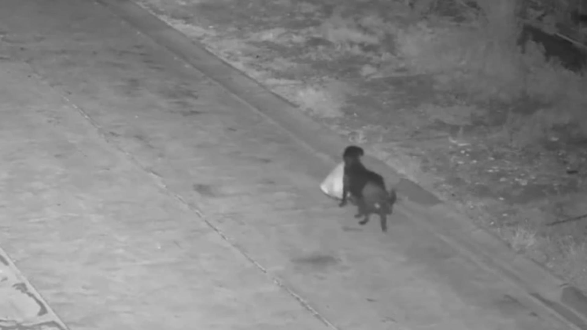 Și-a dresat câinele să arunce gunoiul pe marginea drumului