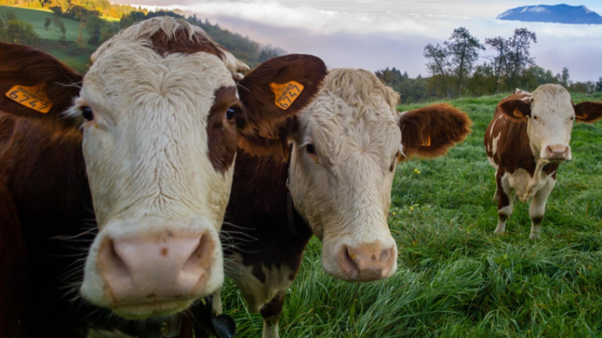 Germania introduce „gazometrul bovin”.