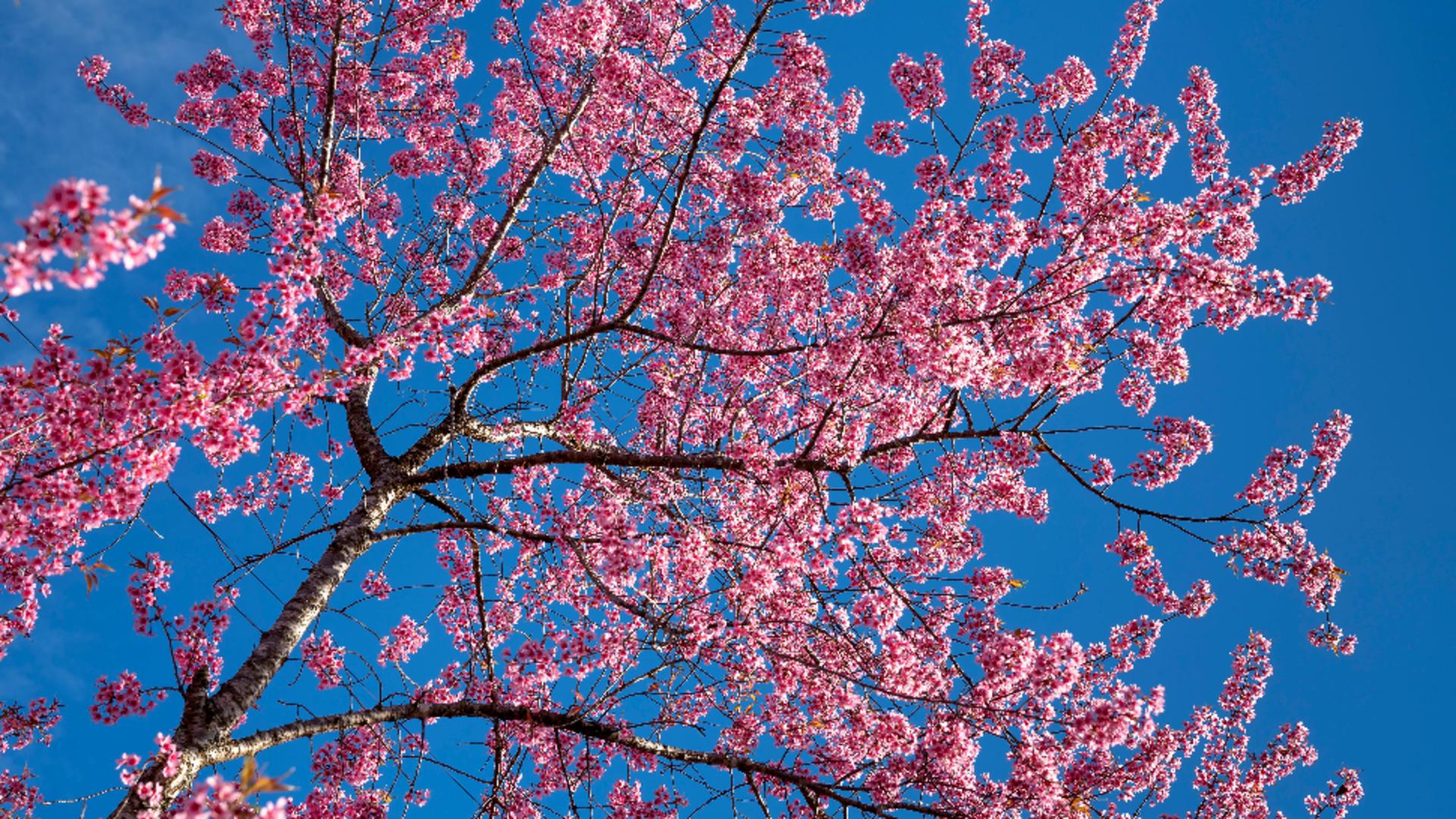  Horoscopul lunii aprilie 2026. Primăvara aduce un val de schimbări profunde pentru câteva zodii