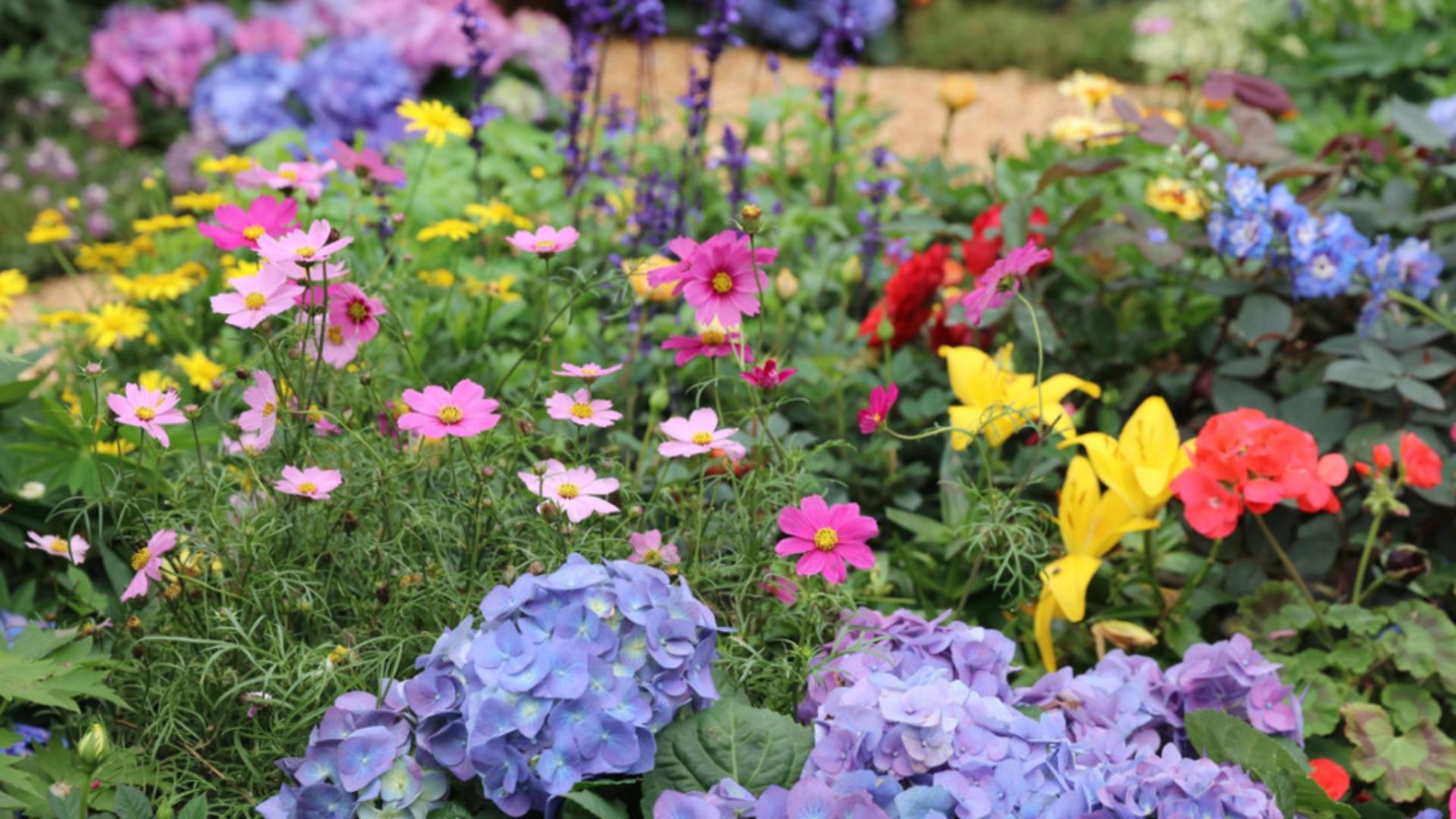 Plantele perene pe care trebuie să le plantezi în luna martie