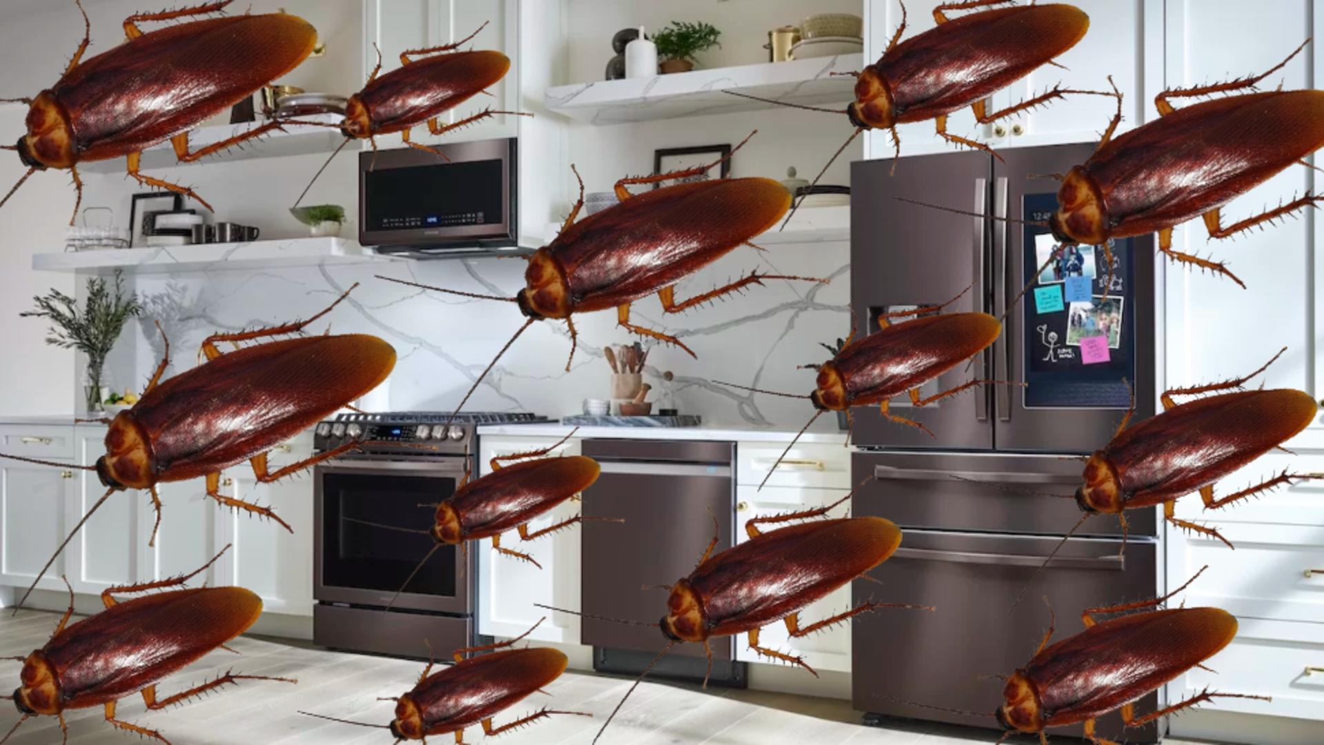 Electrocasnicul care atrage gândacii ca un magnet