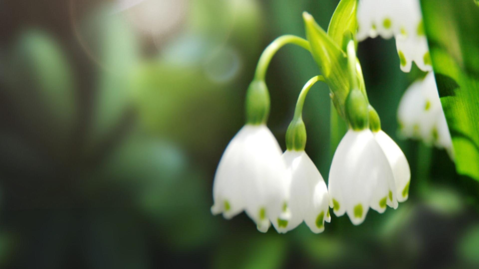 Ghiocelul ascunde un secret pe care puțini îl știu