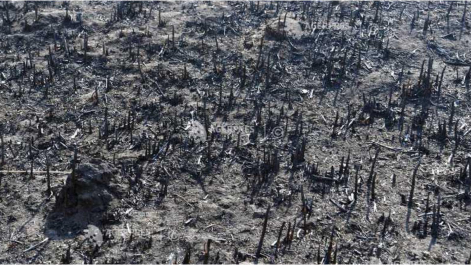 Incendiu masiv de vegetație în județul Neamț. FOTO: Agerpres