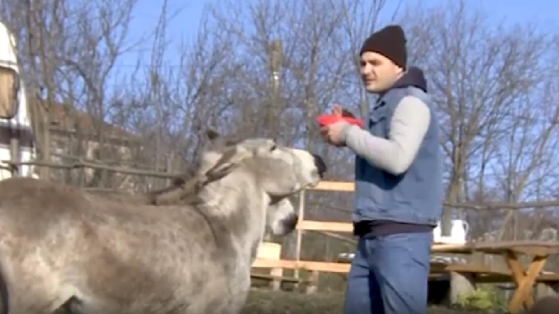 Lapte de măgăriță