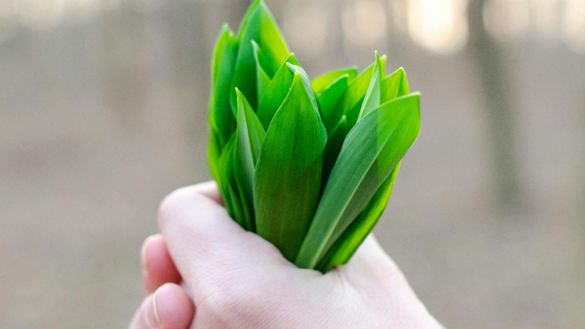 De ce este recomandat să consumi leurdă, cea mai energizantă plantă de primăvară. Beneficiile incredibile ale usturoiului sălbatic