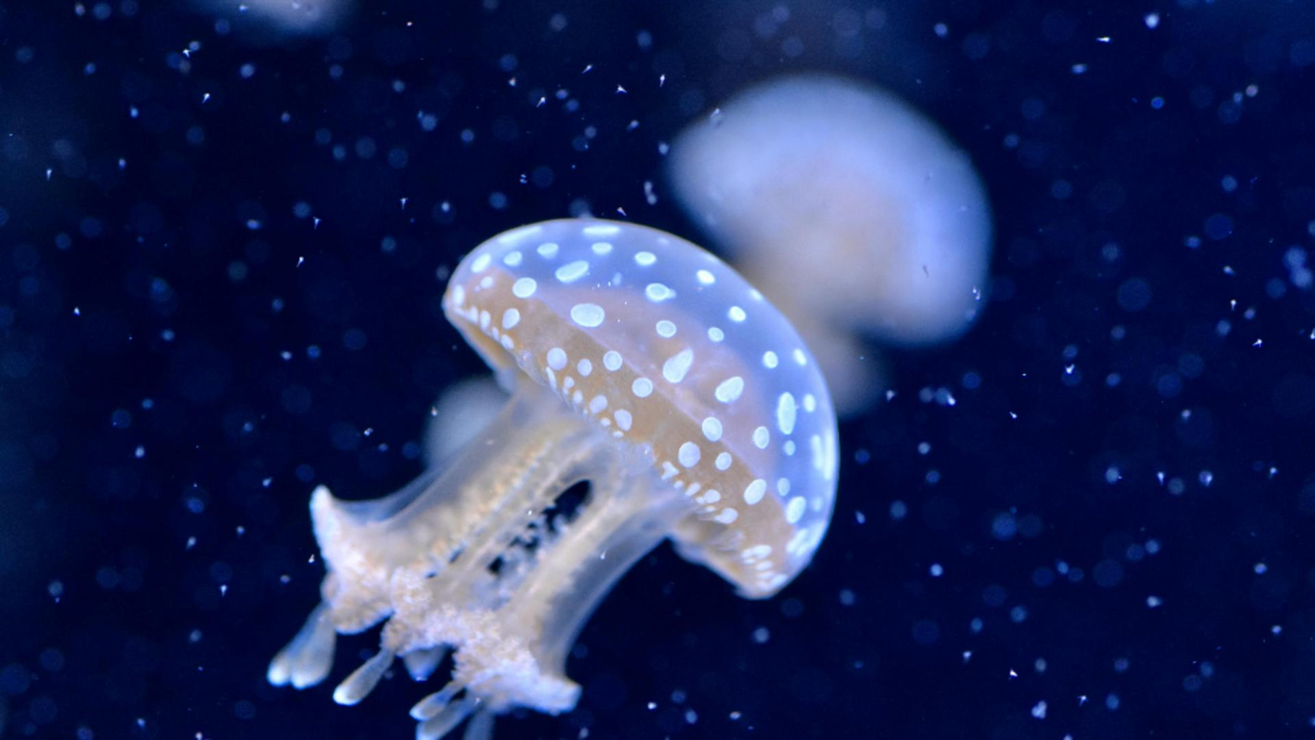 NASA a trimis 2.500 de meduze în spațiu. Ce descoperire au făcut cercetătorii