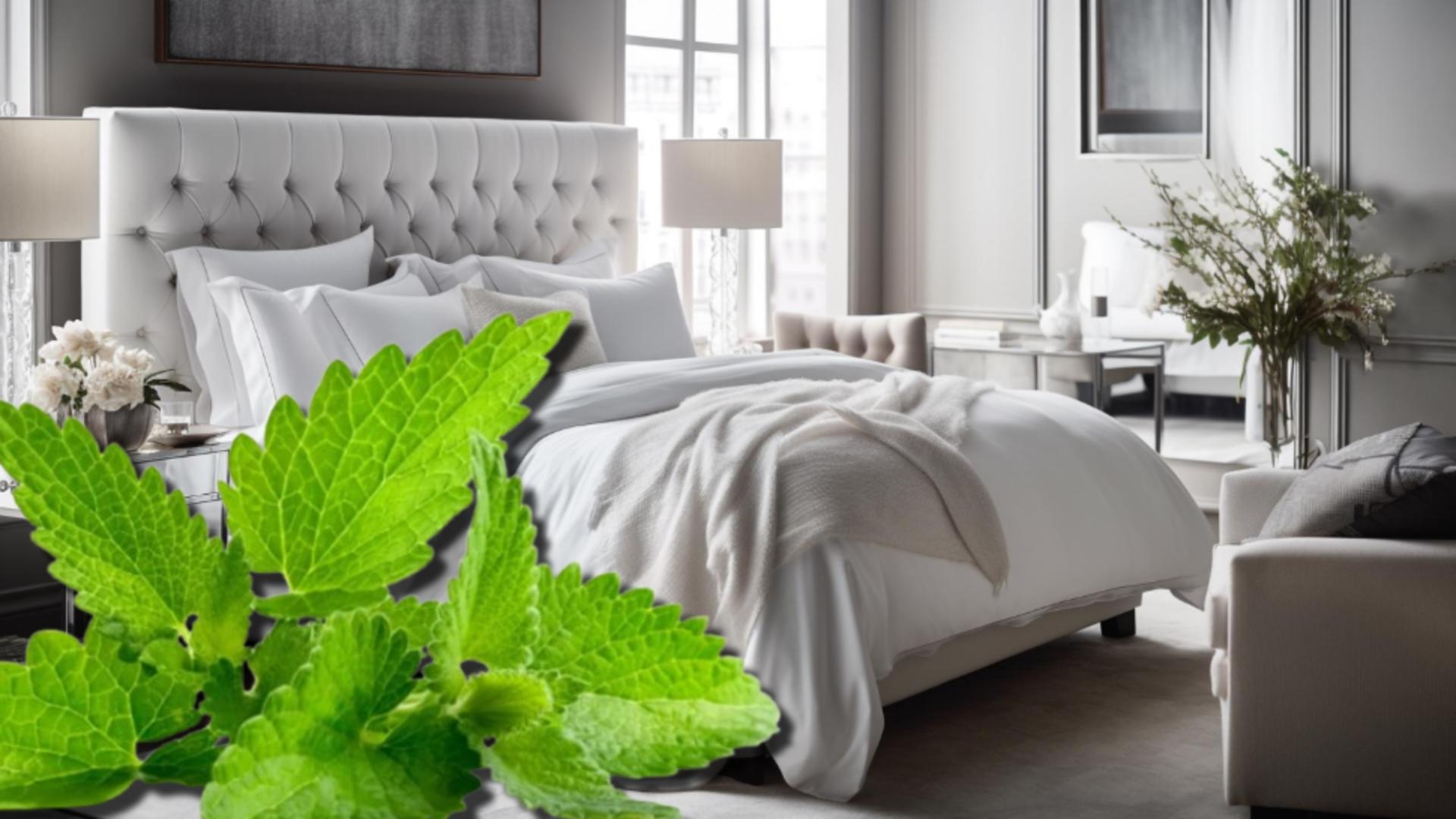 Motivul pentru care trebuie să pui câteva frunze de mentă sub pernă