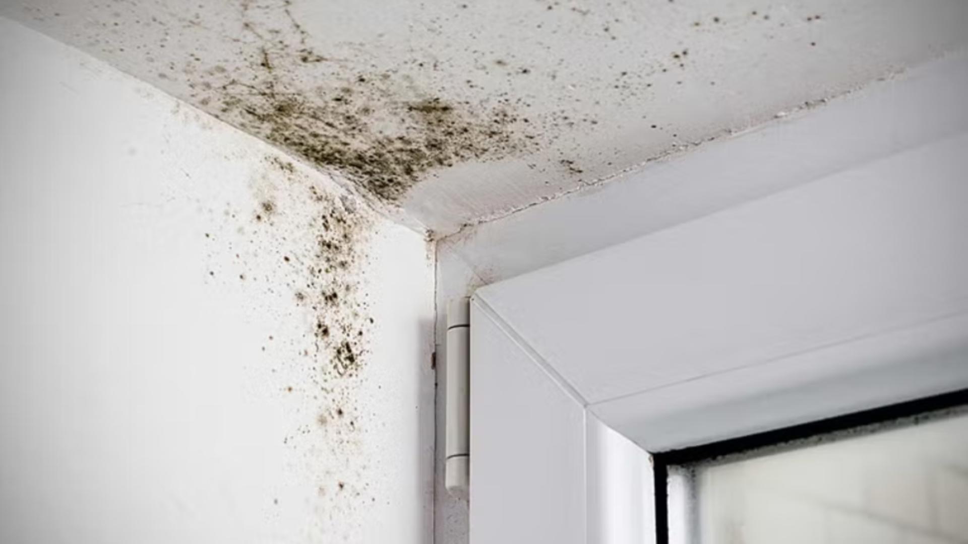 Ce se întâmplă dacă văruiești peste mucegai