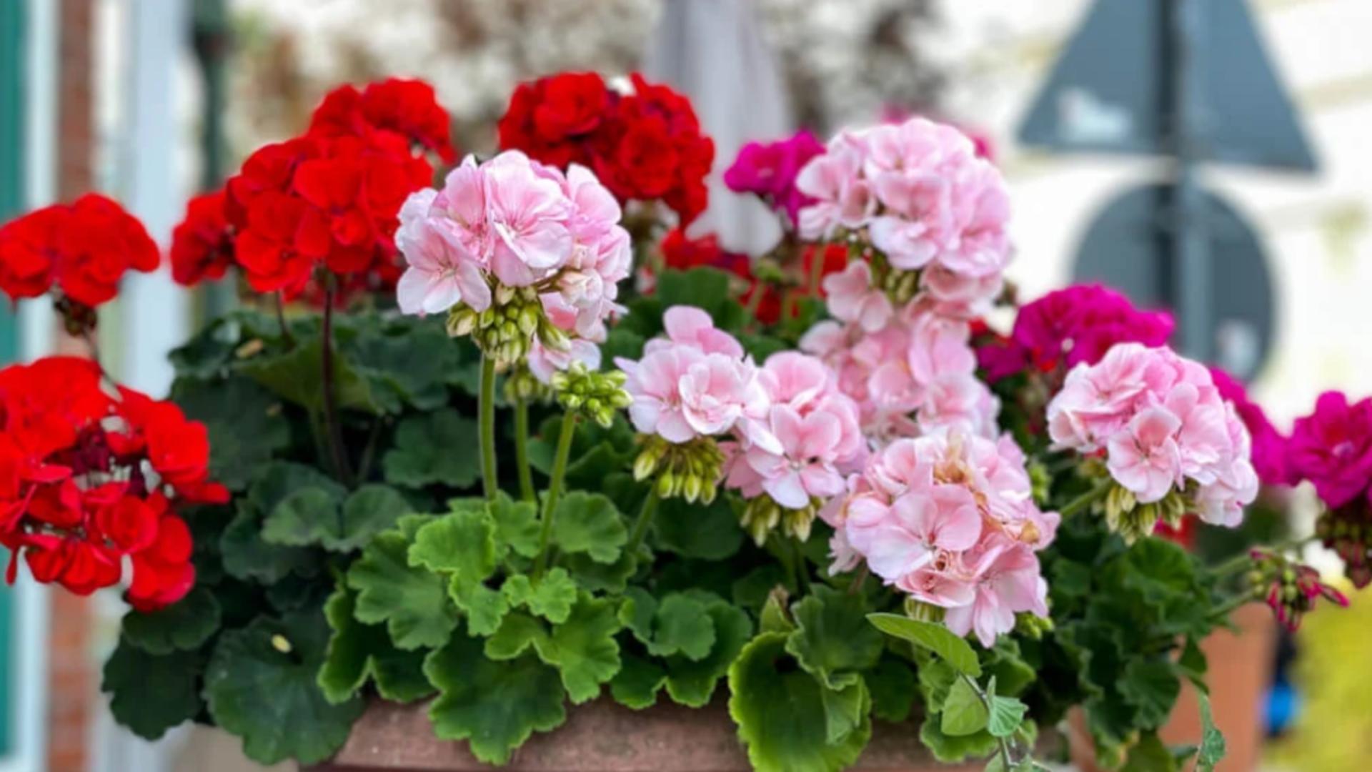 Cum să ai mușcate ca în florării încă de la începutul primăverii