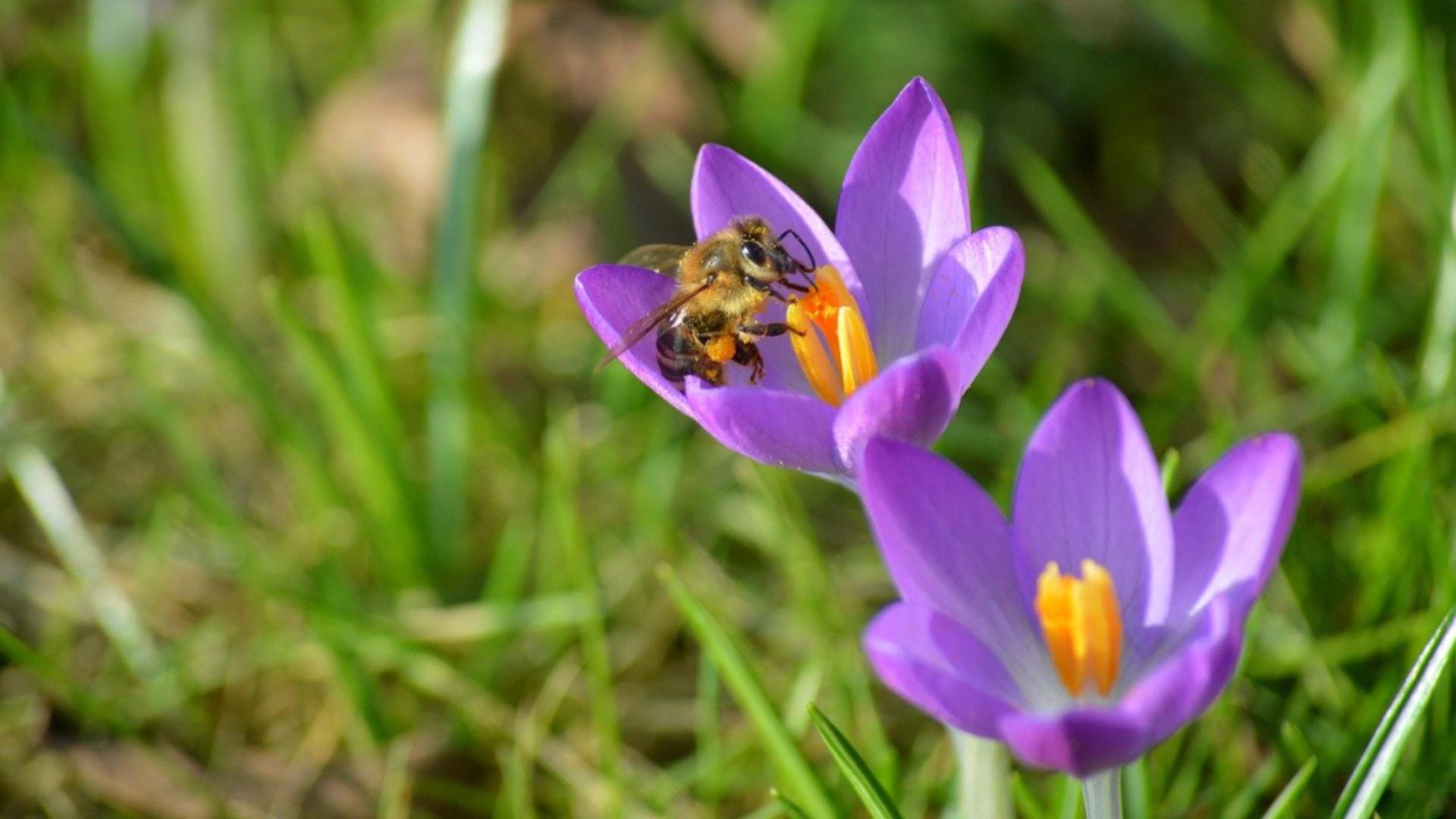 Prognoza meteo ANM pe patru săptămâni: temperaturi mai ridicate și puține precipitații. Cum va fi vremea de Paște