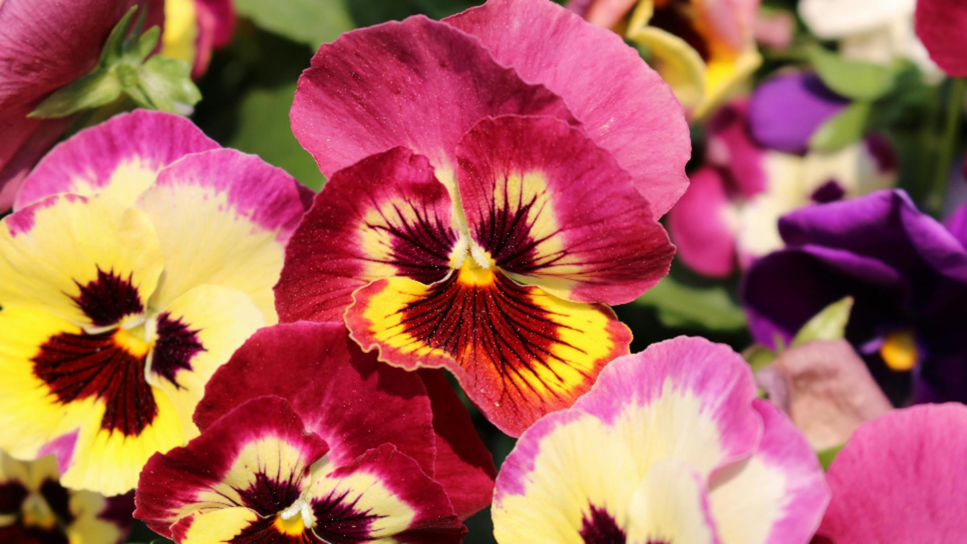 Cum sa plantezi corect panseluțe. Ce trebuie să știi despre îngrijirea acestor flori