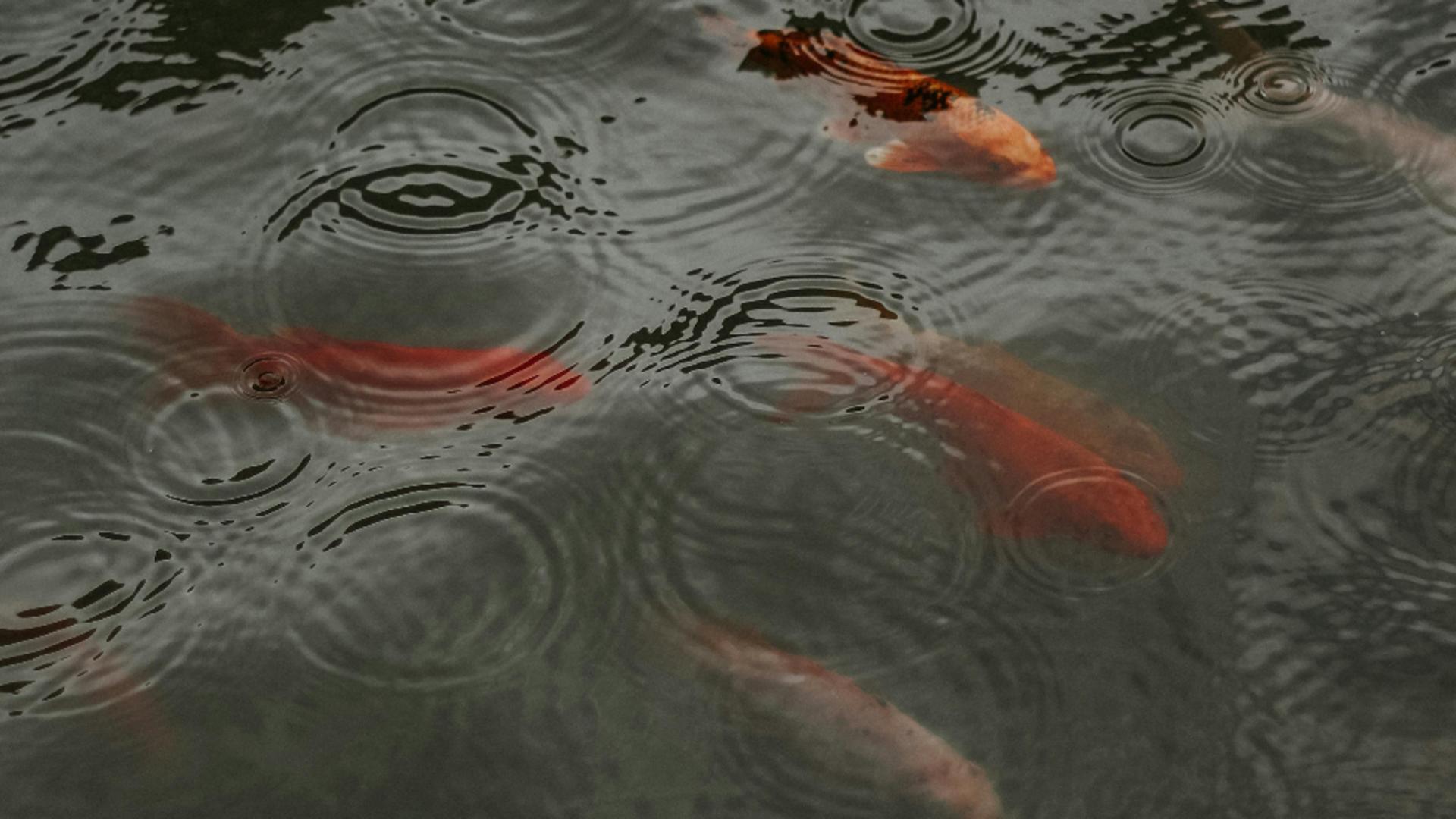 Un pește cu otravă, care poate produce paralizie, a apărut într-o mare din Europa, aflată pe lista destinațiior de vacanță preferate de români