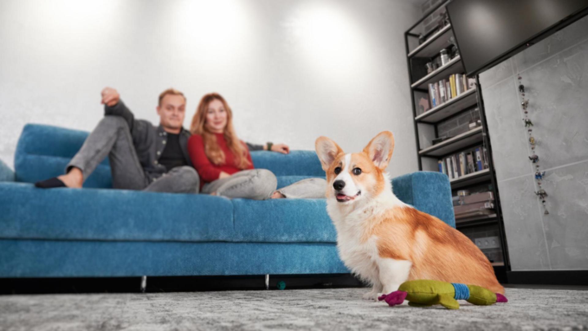 Câte animale de companie ai voie să ții în apartament