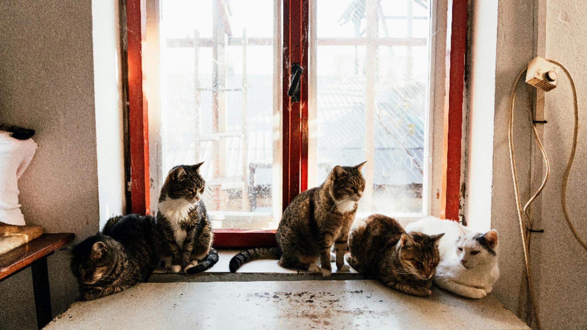 Peste 100 de pisici au fost salvate dintr-o casă. Proprietarii riscă închisoarea pentru rele tratamente asupra animalelor