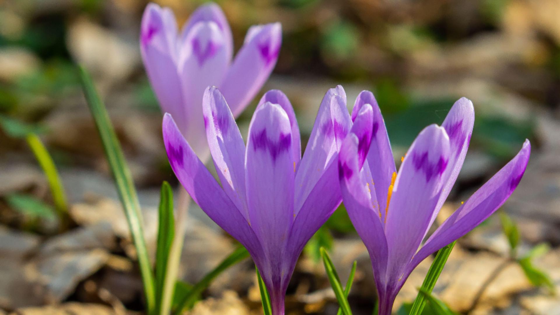 Vremea de 8 martie: temperaturi peste normalul perioadei în toată țara: maximele zilei / Profimedia