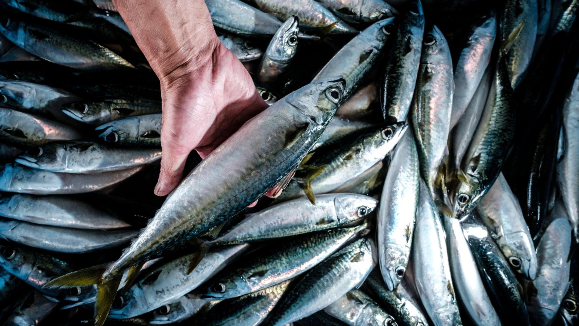 Peștele și conservele din pește s-au scumpit cu aproape 8% înainte de Buna Vestire. Cifrele publicate de INS/ Profimedia 