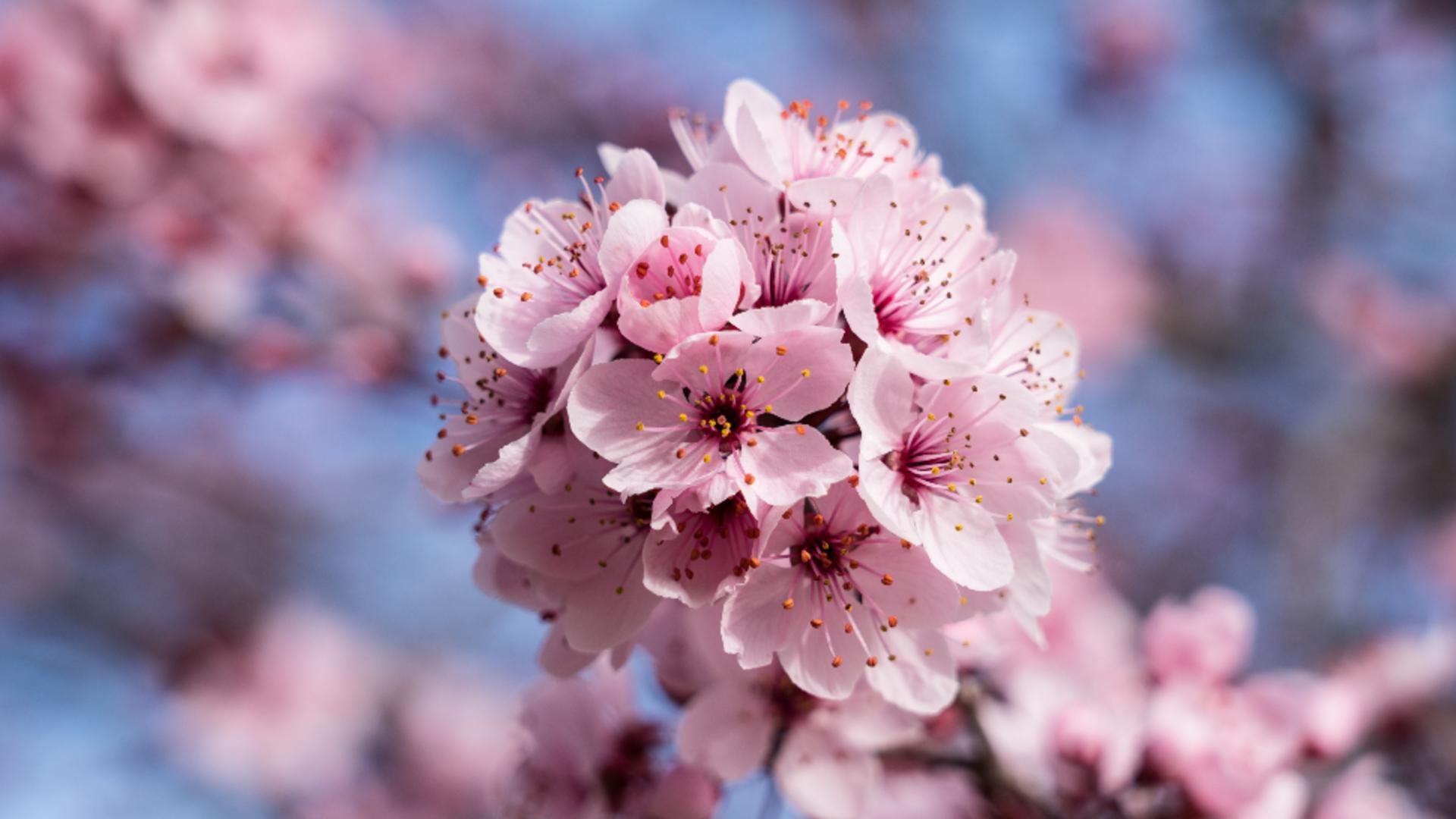 Primăvară „clasică”: meteorologii anunță temperaturi și precipitații normale pentru început de aprilie. Prognoza pe 4 săptămâni/ Profimedia