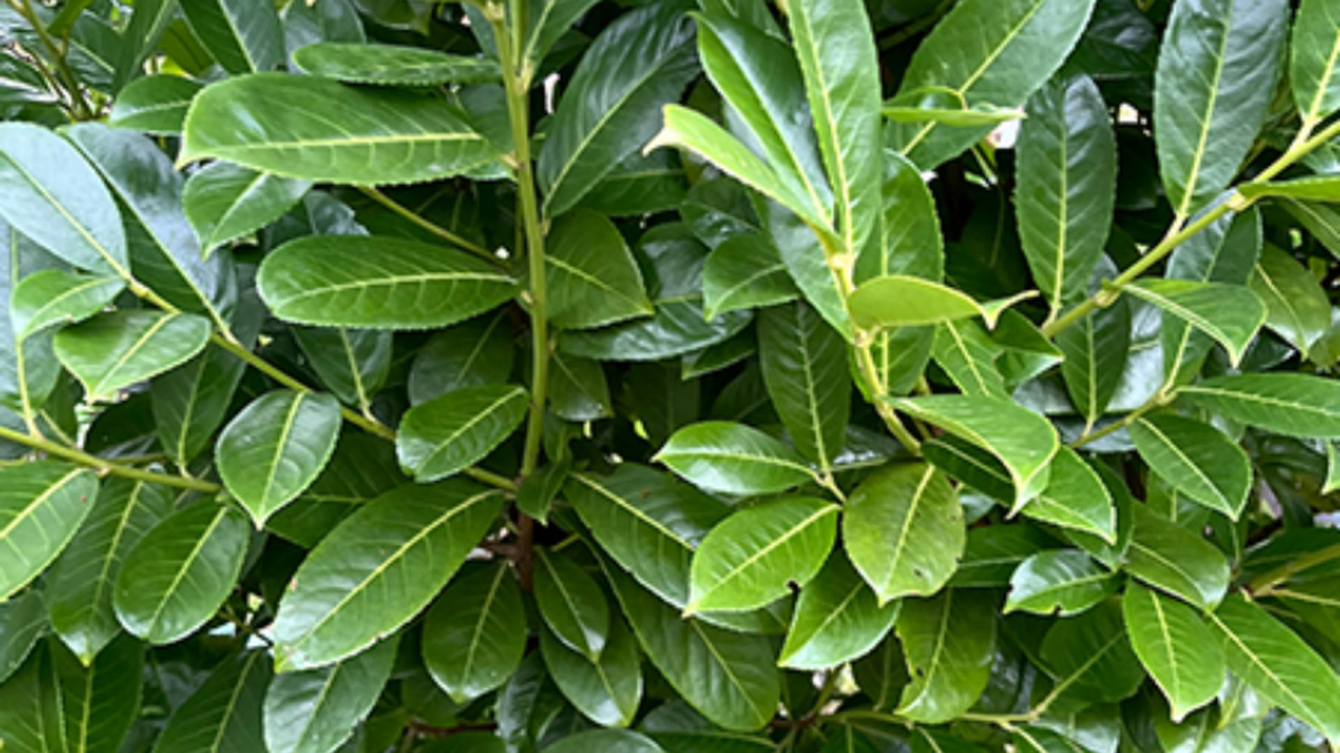 Prunus laurocerasus (laurul englezesc)