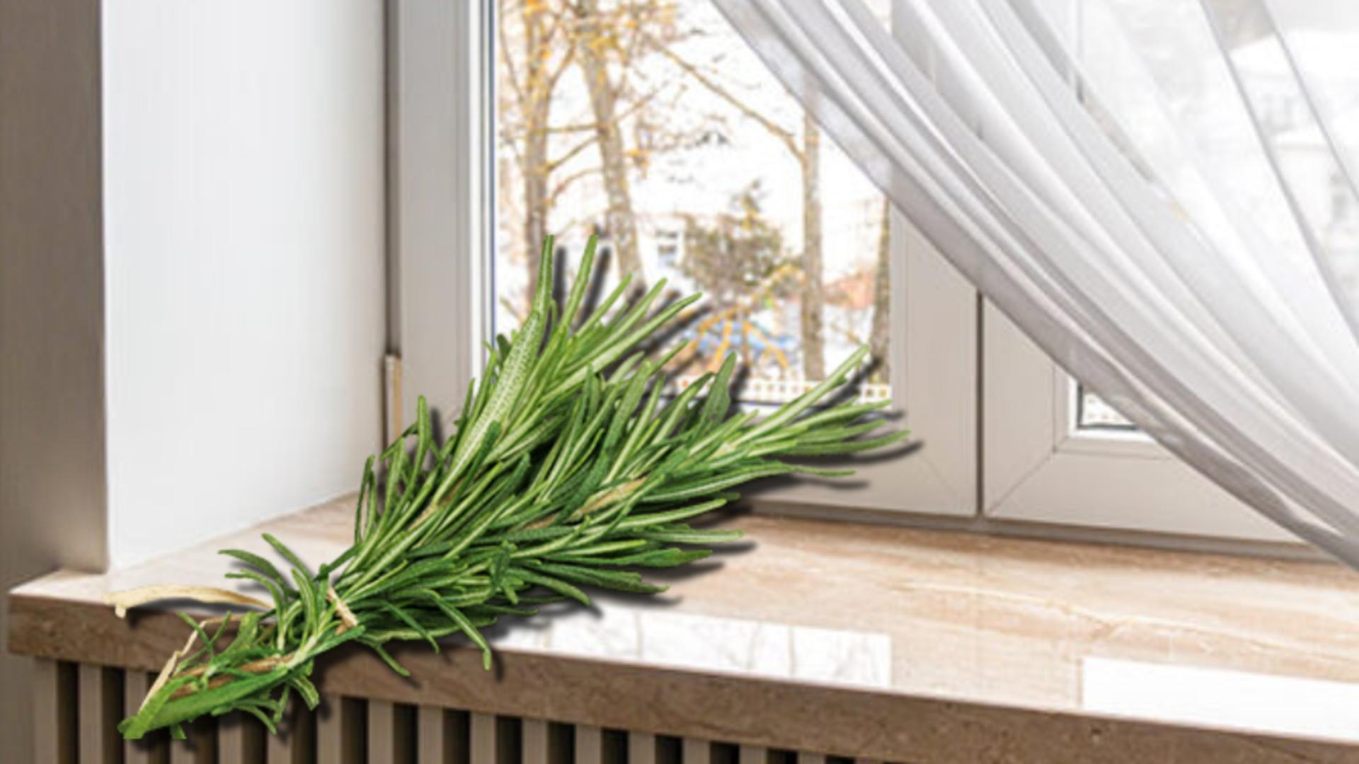 Motivul pentru care se pune rozmarin pe pervazul ferestrei