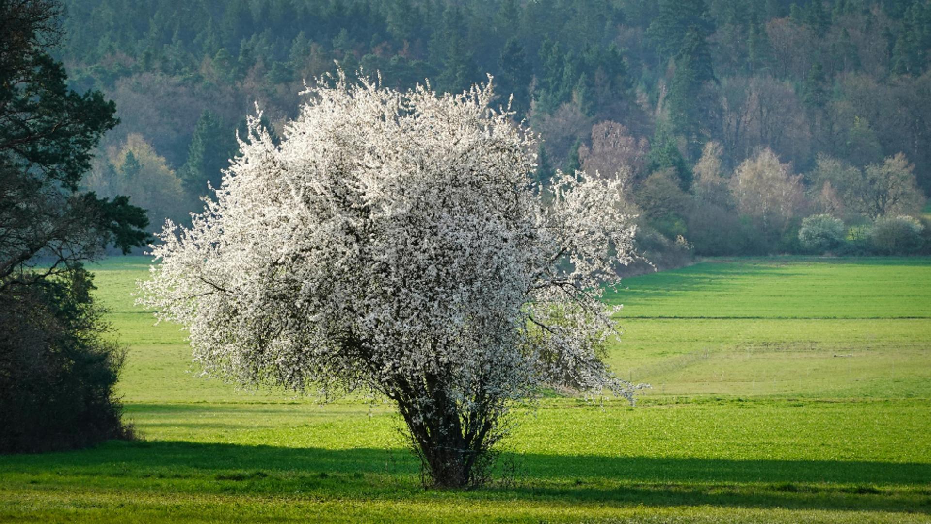 Vești bune de la ANM: Temperaturi apropiate de normalul acestei perioade. Cum va fi vremea în următoarele săptămâni