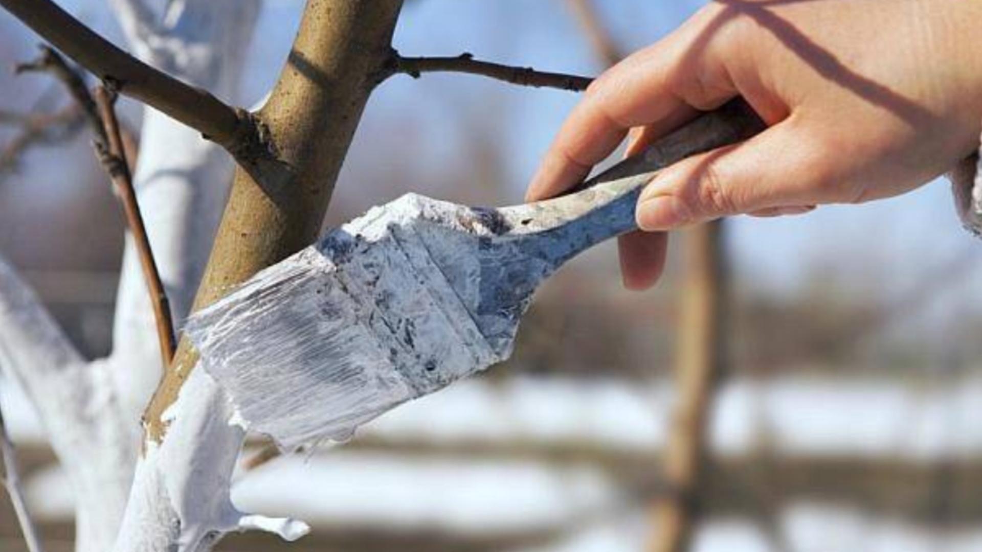 Cum protejezi pomii primăvara