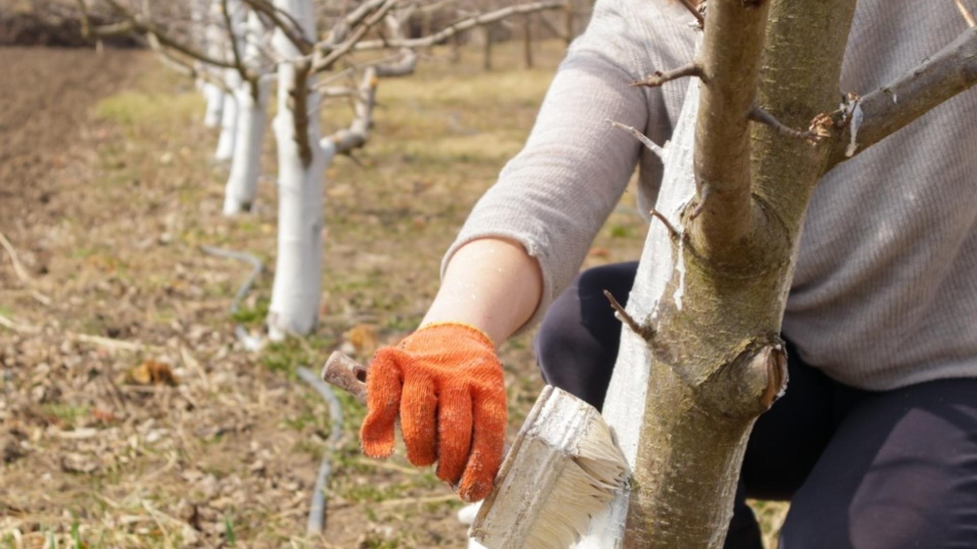 Momentul potrivit pentru a da pomii cu var, primăvara