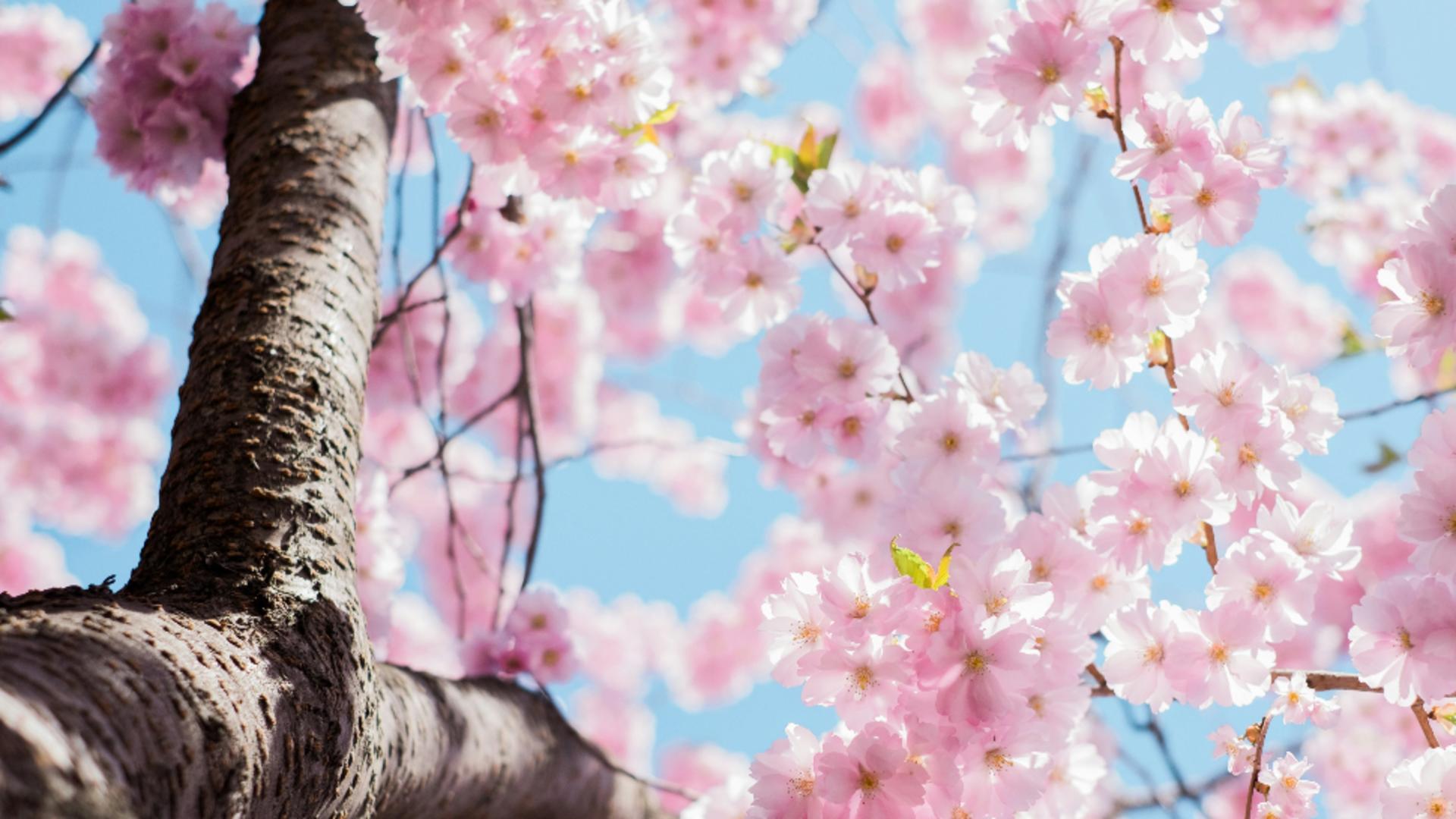 Cum va fi vremea în următoarele două săptămâni.