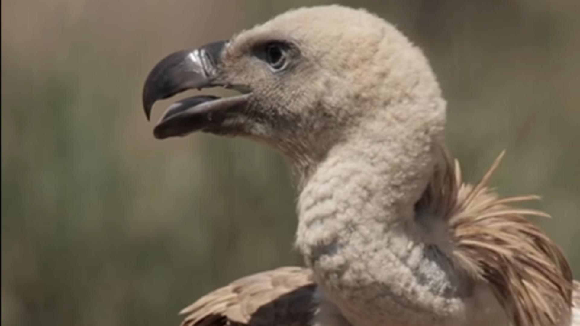 O specie de vulturi extraordinari revine în România după 70 de ani