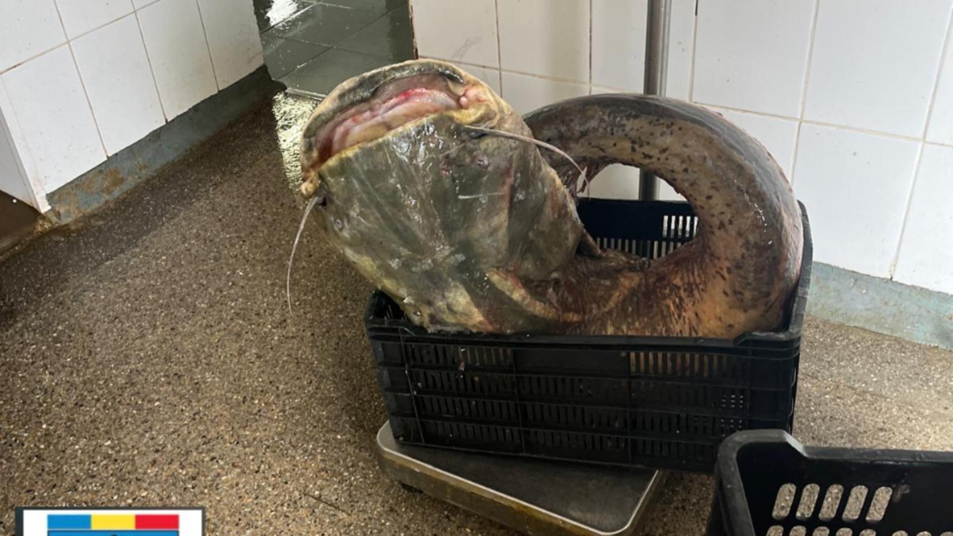 Somn/ Foto: Facebook 