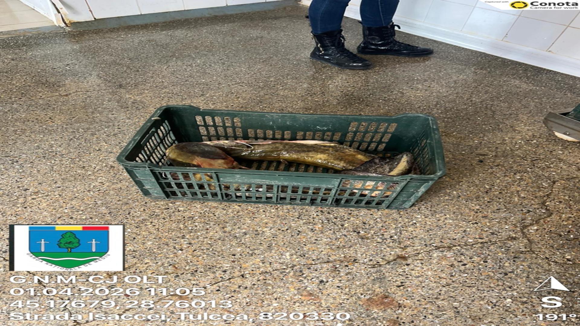 Somn/ Foto: Facebook 