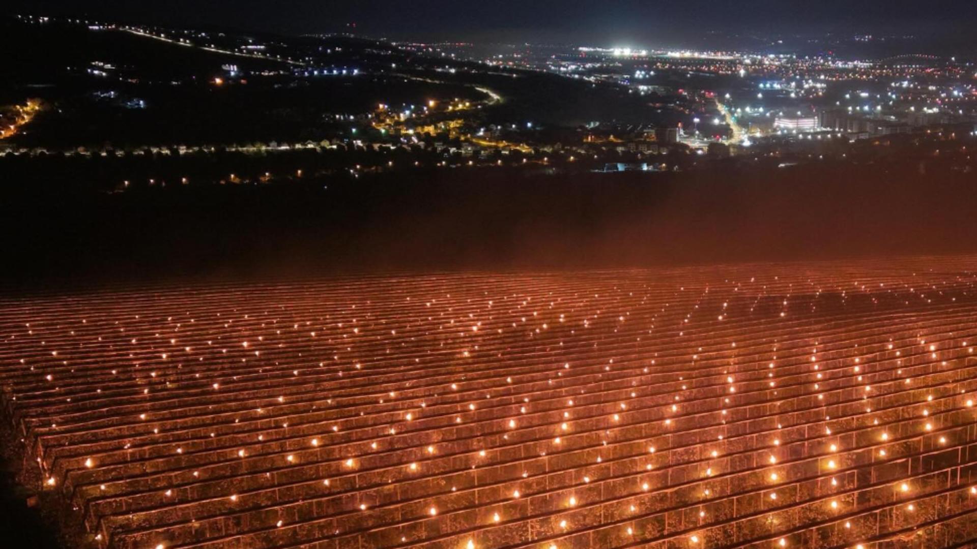 O fermă din România a ars lumânări de zeci de mii de euro, într-o noapte, pentru a salva o livada de la îngheț - VIDEO