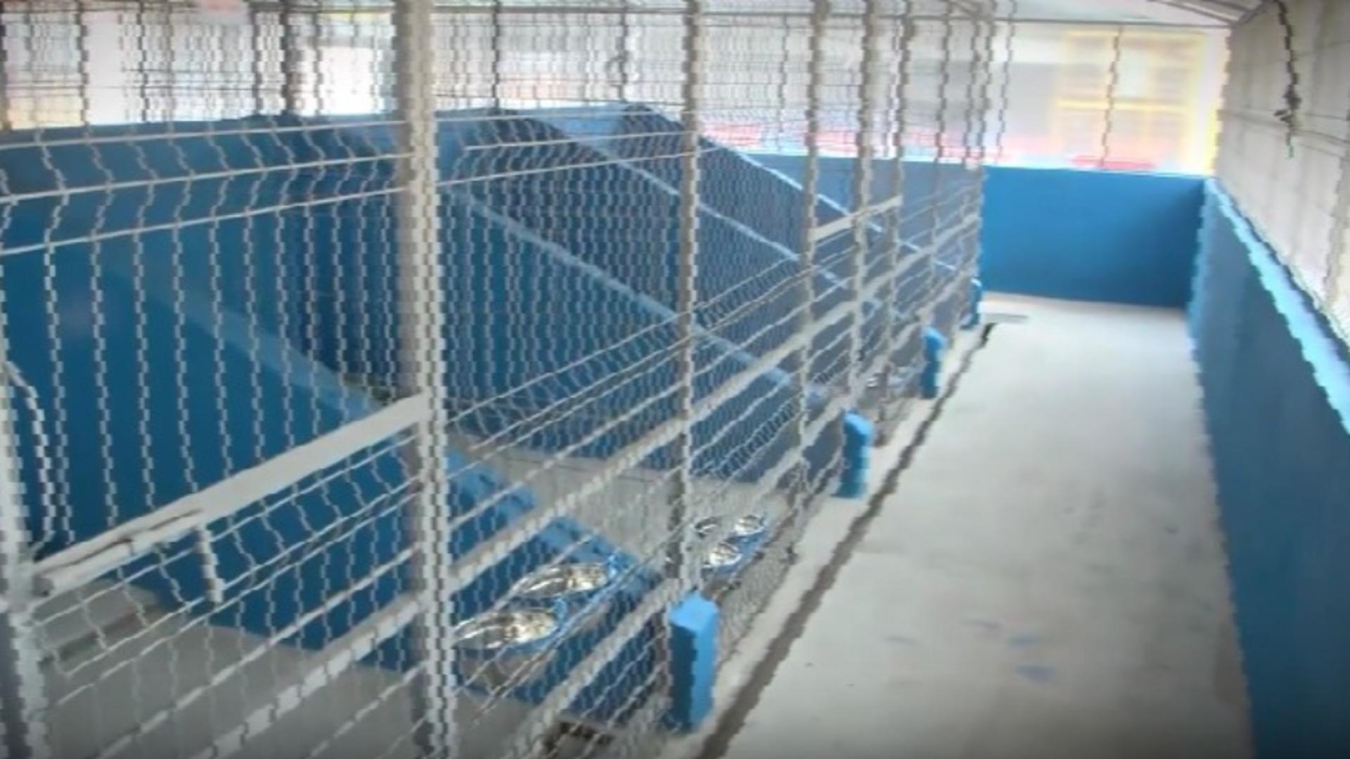 adapost pentru caini