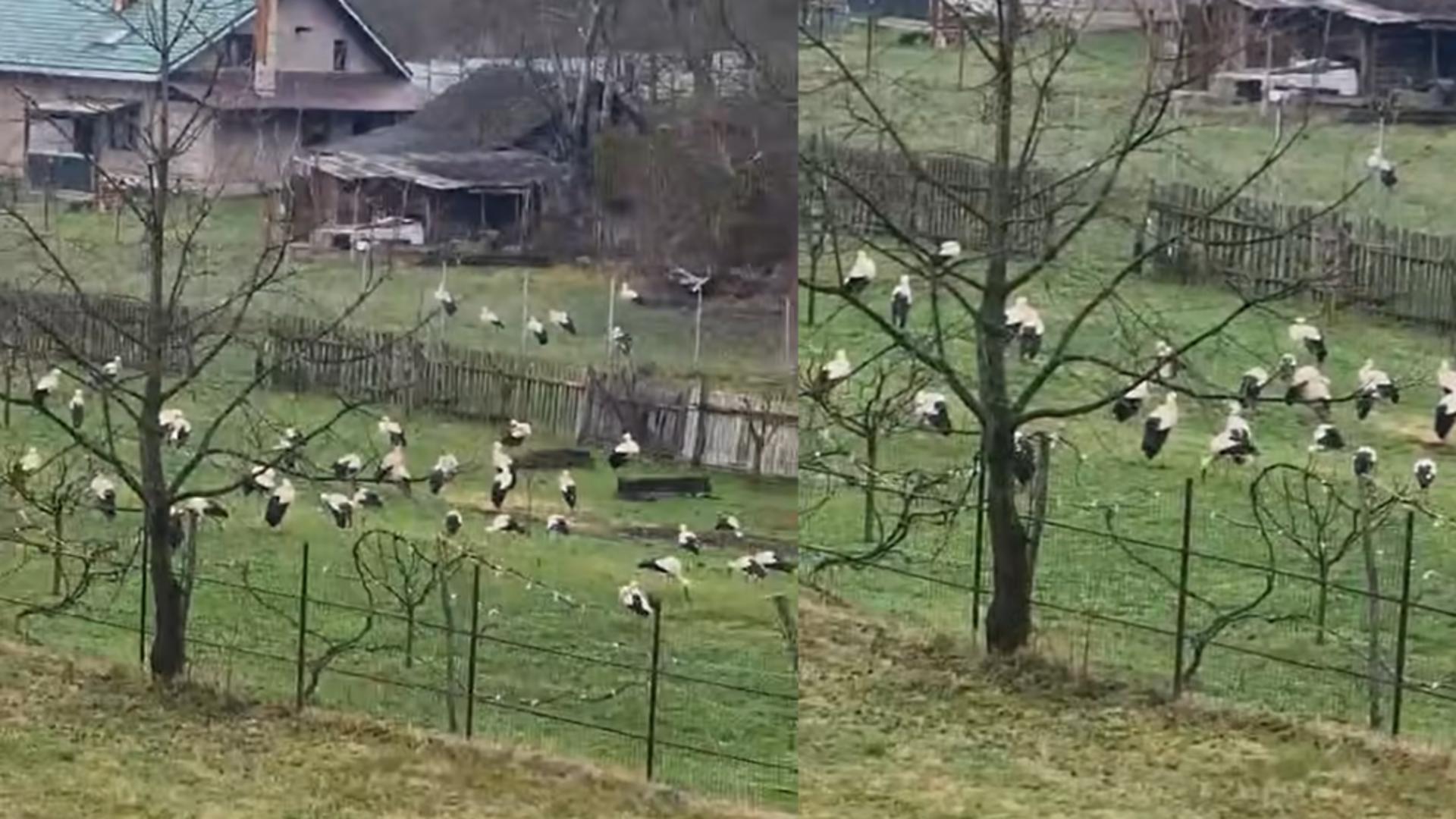 Captură video cu grupul de berze