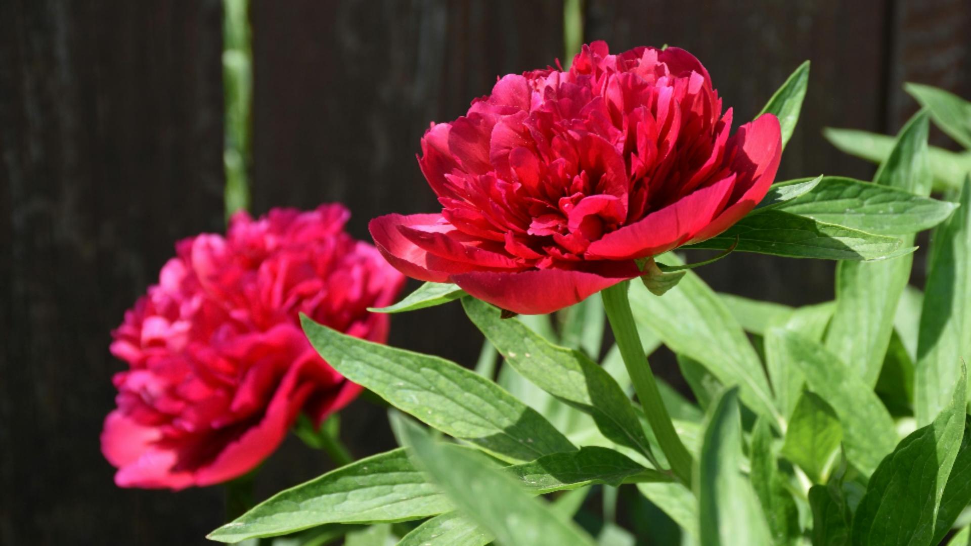 Cum sa plantezi bujori si care sunt pașii corecți pentru a te bucura de aceste flori superbe în grădina ta