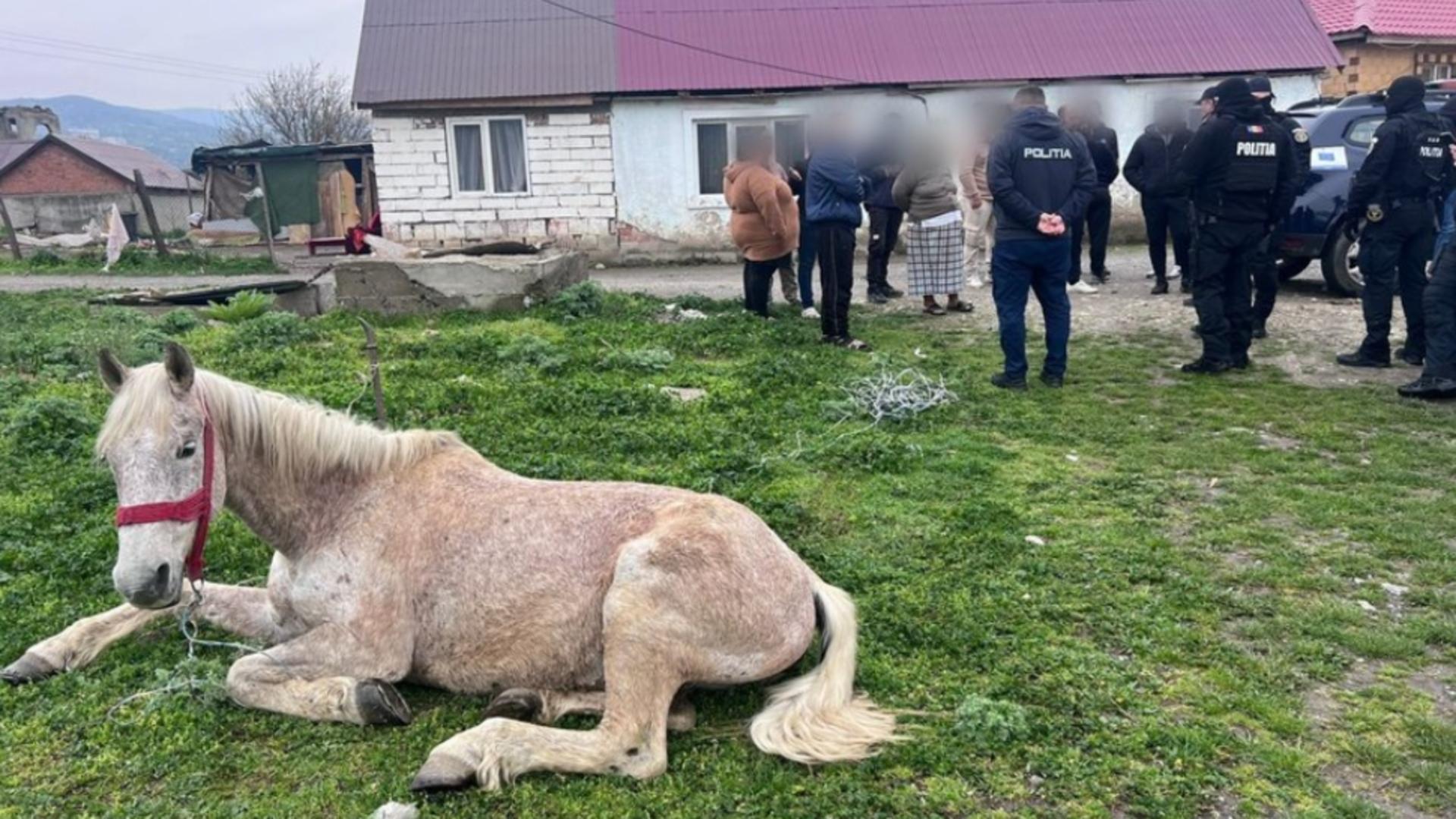 Cal ținut legat pe un câmp, fără apă și fără hrană