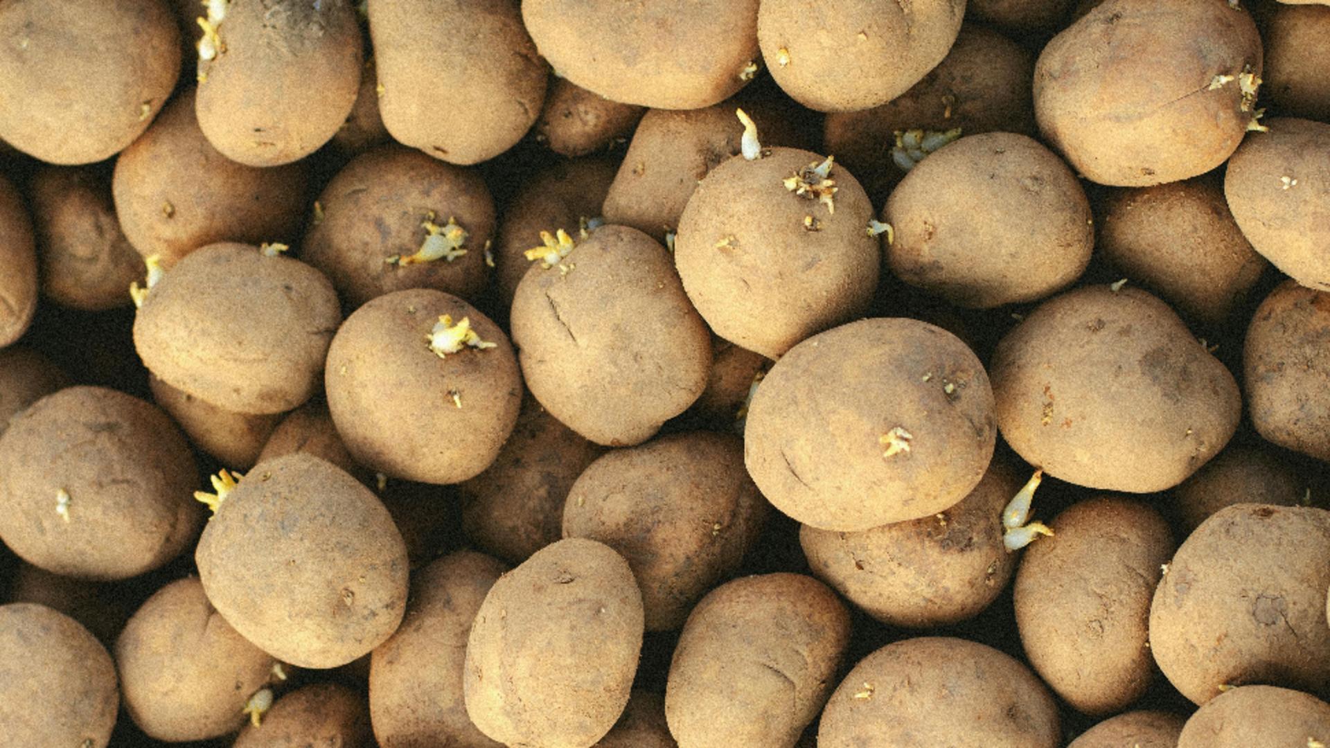  Cât de sănătos este să consumăm cartofi încolțiți? Ce spun specialiștii