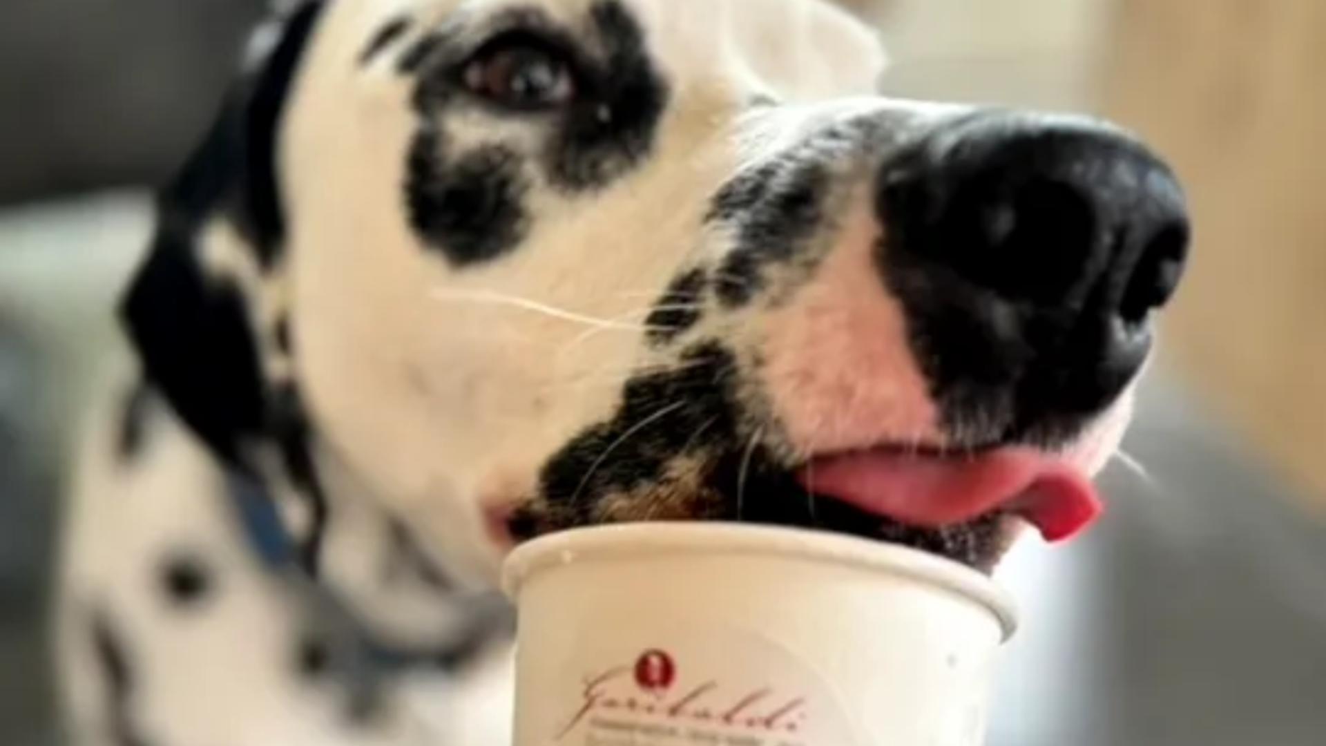 Un antreprenor român din Craiova a cucerit piața din Germania cu o afacere inedită: înghețată artizanală pentru câini. Foto/Gîndul