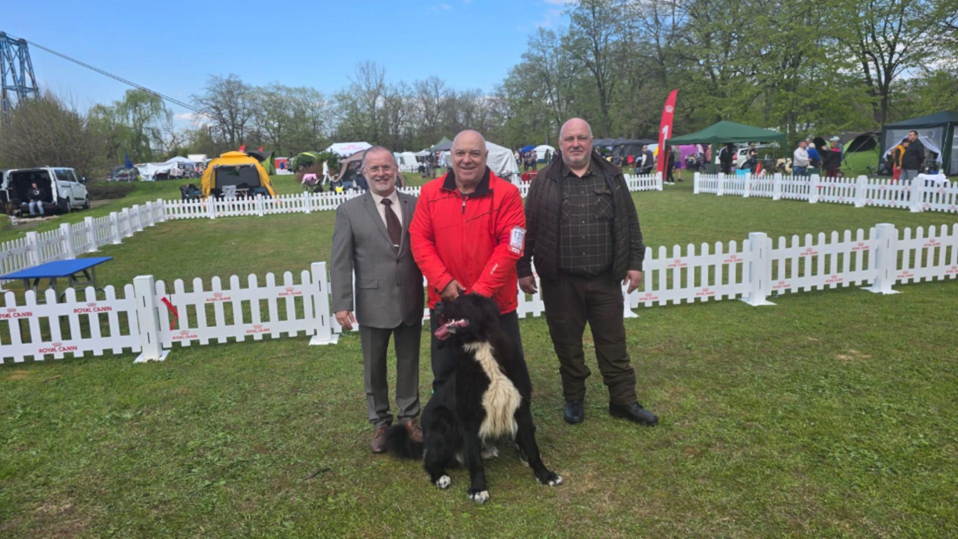 Cățelușa care a obținut titlul de campion național pentru rasa Ciobănesc Corb.