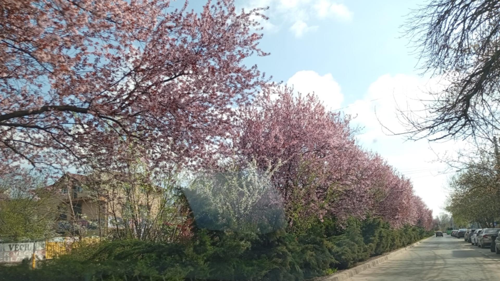 Primăvara în București