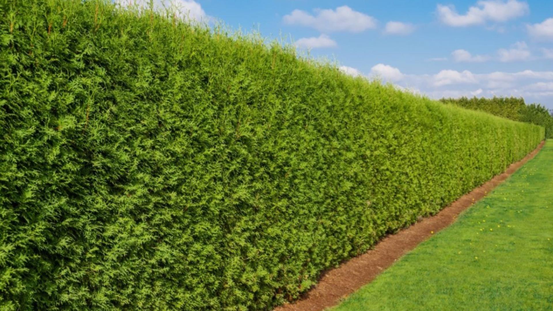 Cele mai rezistente plante pentru gard viu