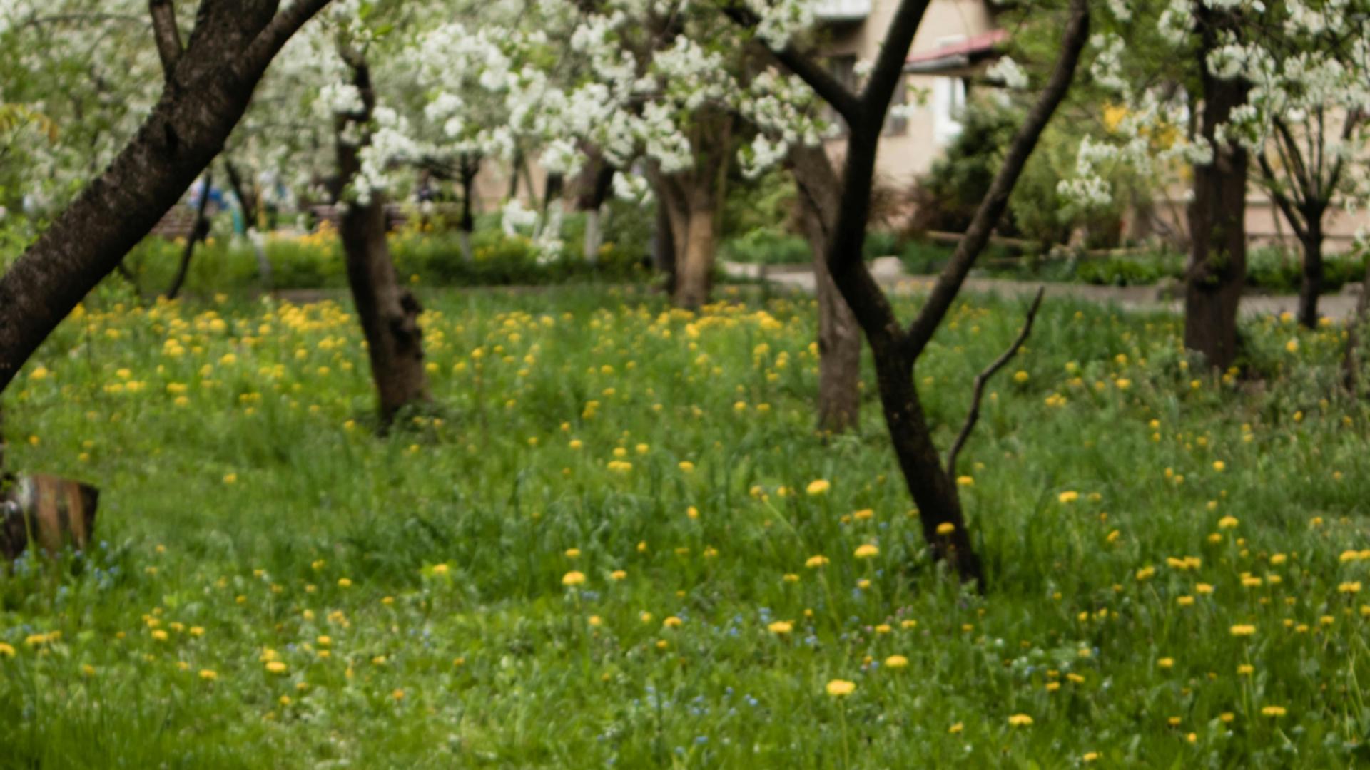 Ce flori să plantezi lângă pomii fructiferi. Alungă dăunătorii și atrag albinele pentru polenizare