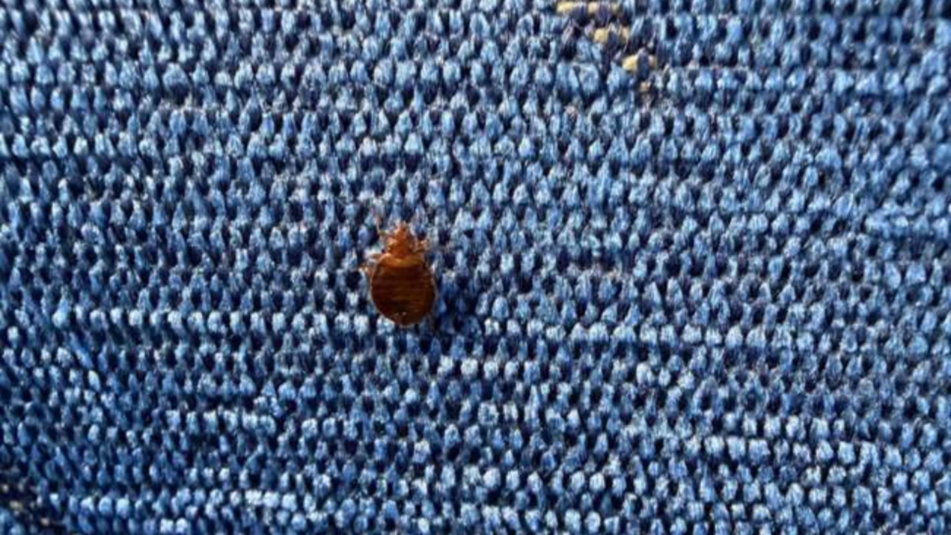 Căpușă surprinsă de un călător